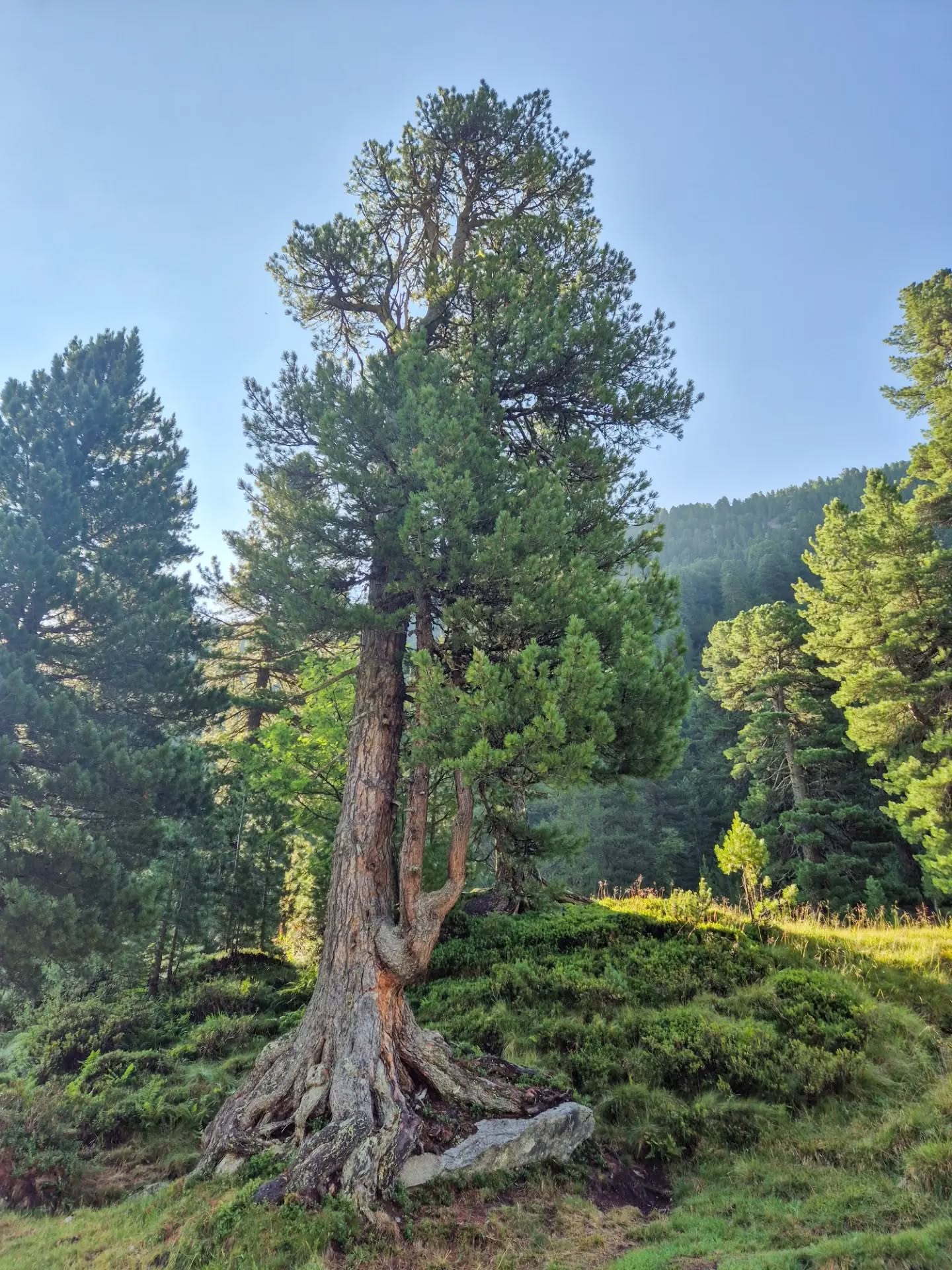 "Ich verstehe nicht,
wie man an einem Baum vorübergehen kann,
ohne glücklich zu sein."
Fjodor M. Dostojewski
#diebaumfachfrau#baumliebe#bergliebe#zillertal#zirbe