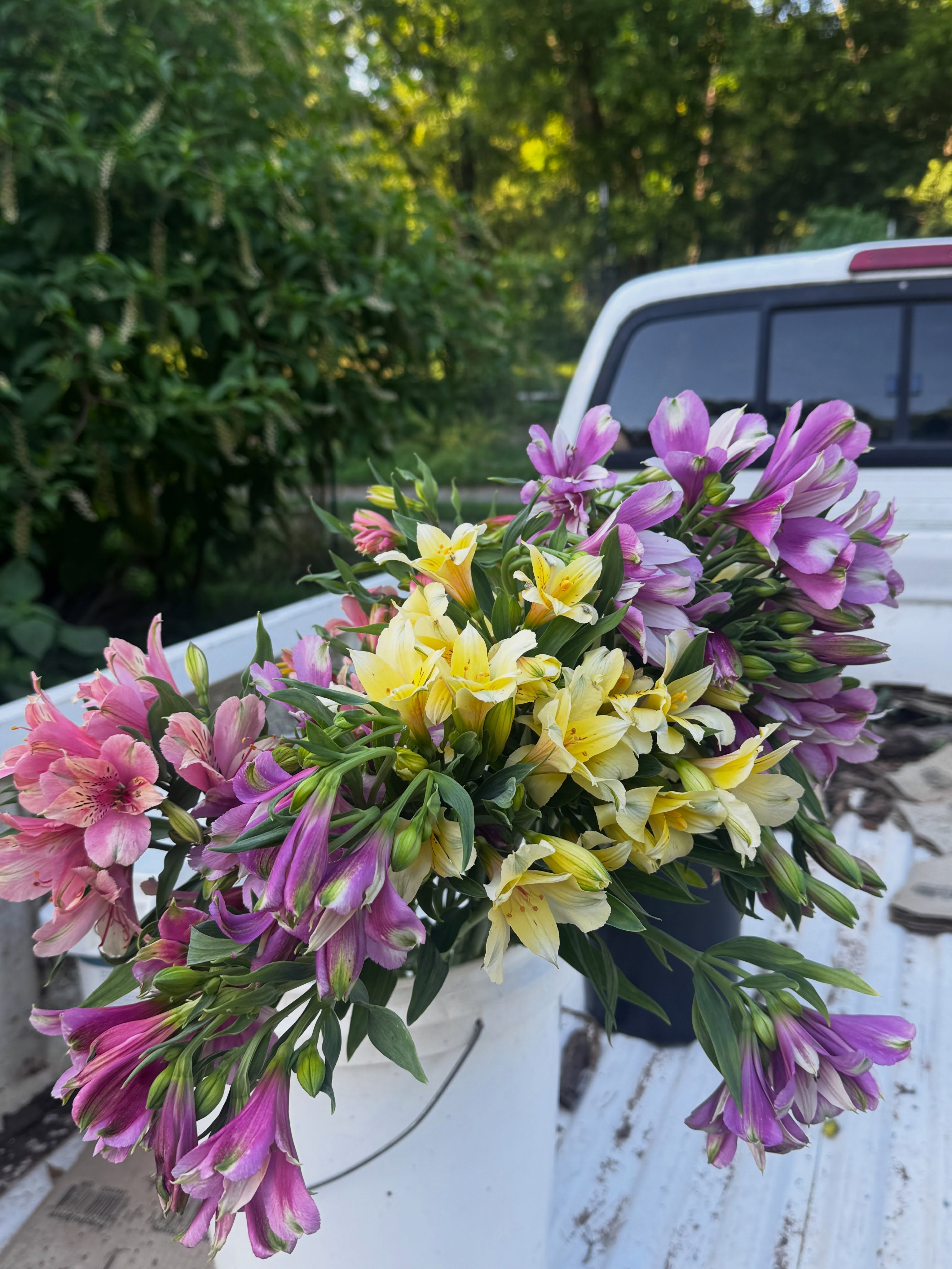 Fancy @hilverdaflorist Alstroe from @farmerbaileyplugs in a pickup, parked next to a pokeweed as big as a tree. That’s what I call summer babayyyy!
@fallschurchfarmersmarket tomorrow 8-12 :)