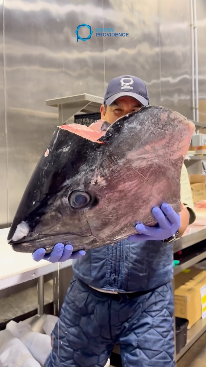 The ninjitsu food trend definitely needed some fresh fish in the mix 🙂↕️🙌🤟👋🐟🤲 Have a great weekend from us at Ocean Providence Las Vegas!
🙏 Featuring Team Member @victorcasillas17
Bring the FRESH ✨ buttery flavors of the ocean to your kitchen. Contact us ⤵️, DM us for more info, order easily on Freshline, or give us a ring to pick up your order! 🤙
📍 OP Las Vegas
🏠 3600 W. Oquendo Road
🎰 Las Vegas, NV 89118
📞 Tel: (702) 798-1784
✉️ Email: lasvegas@oceanprovidence.com
#SushiChef #SeafoodRestaurant #VegasFoodies #LasVegasLife 寿司 刺身 海鮮 グルメ 日本食 #ラスベガスグルメ ラスベガス寿司 ラスベガスレストラン 美味しい SushiChef SeafoodLovers SushiLovers SashimiLover JapaneseSeafood LasVegasEats VegasFoodBlog VegasChef LasVegas VegasLocals VegasFood VegasLiving Foodies
Seasonal Trending OOTD FYP Matcha Ube GRWM
