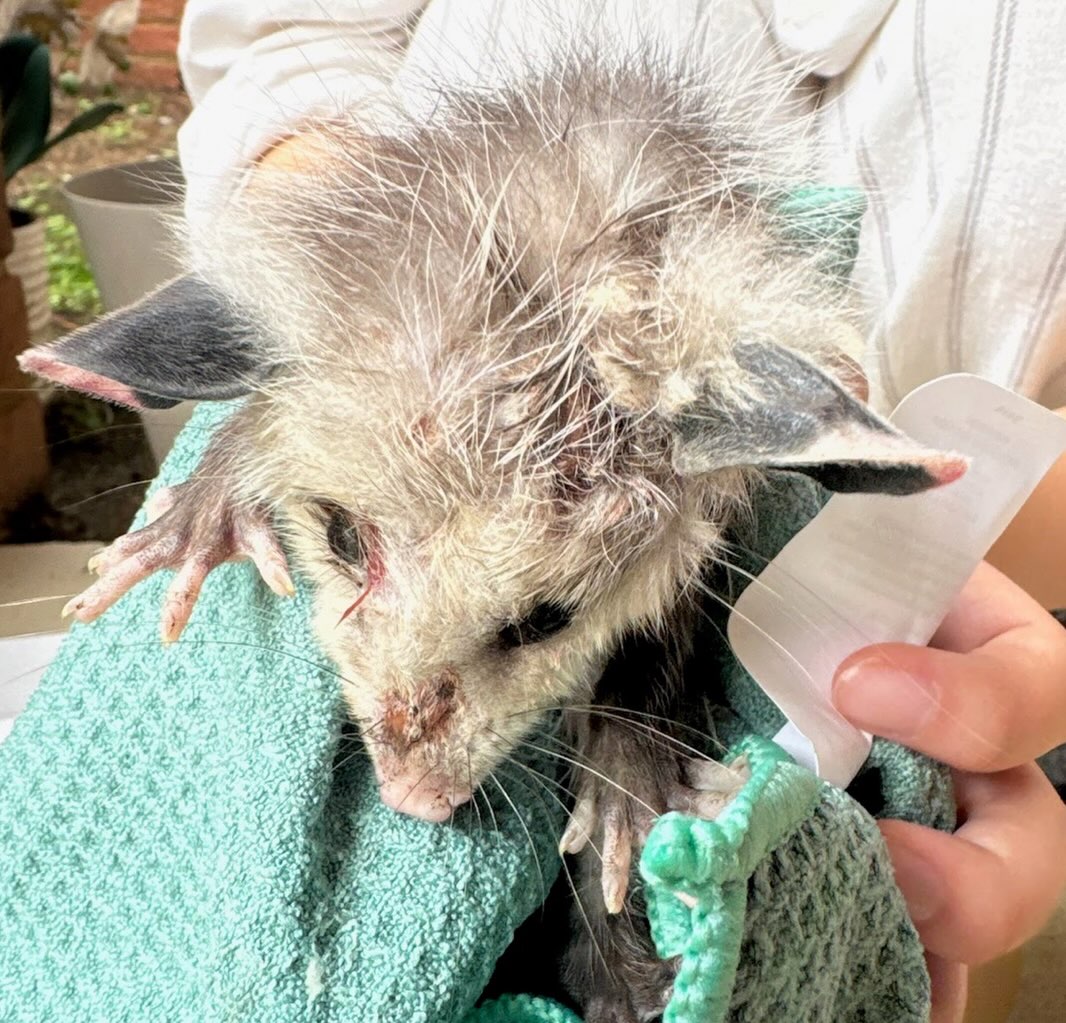 Just a few of our intakes today.
We are so grateful to everyone who takes time out of their day to help save wildlife. We know it’s not always convenient, and it’s rarely something you plan for, but these animals needed you, and you were there for them.
Thank you for making a difference. ❣️