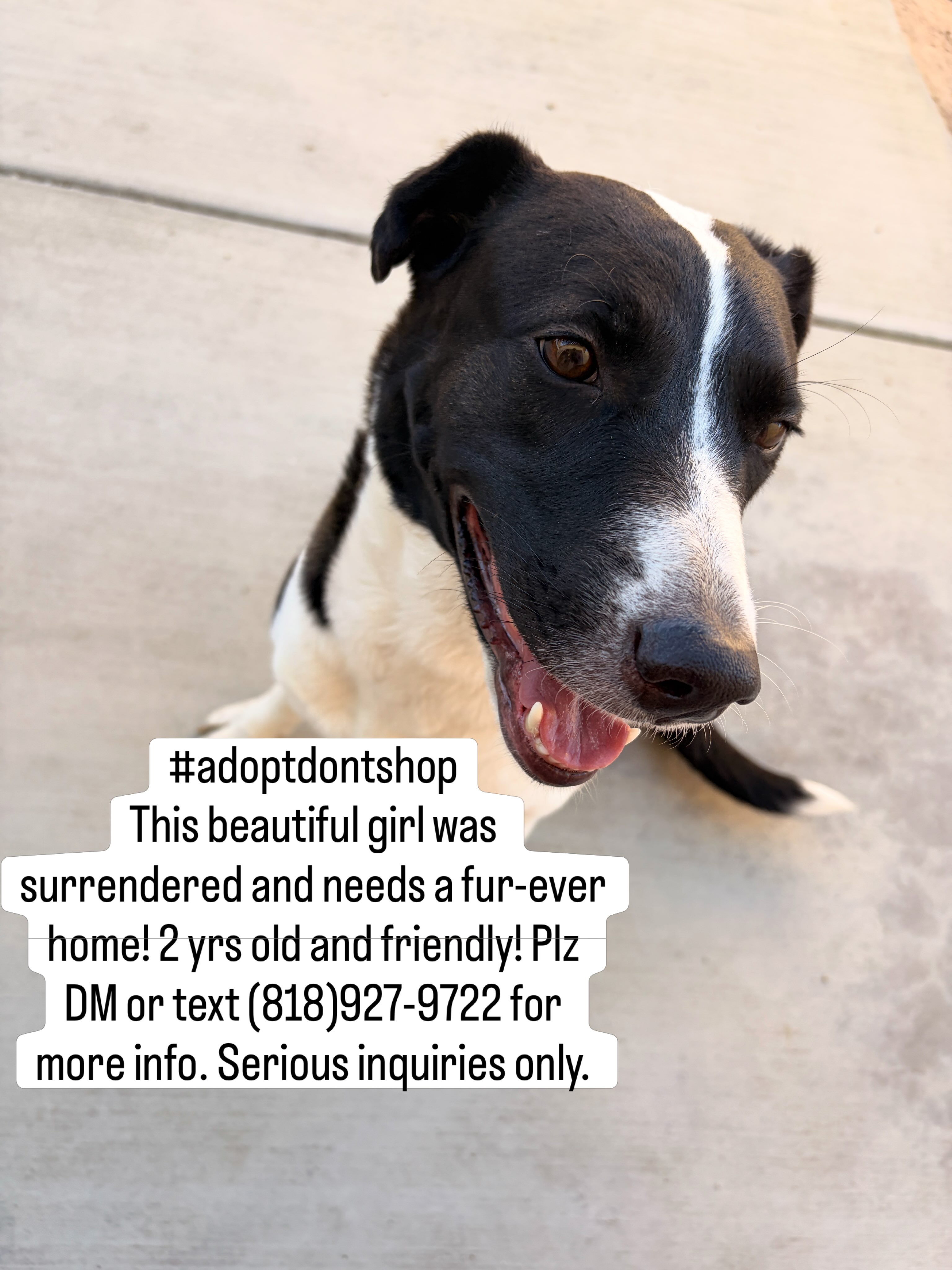 #adoptdontshop
This beautiful girl was surrendered and needs a fur-ever home! 2 yrs old and friendly! Plz DM or text (818)927-9722 for more info. Serious inquiries only. #rescuedismyfavoritebreed #socaldogs #rescuedogs