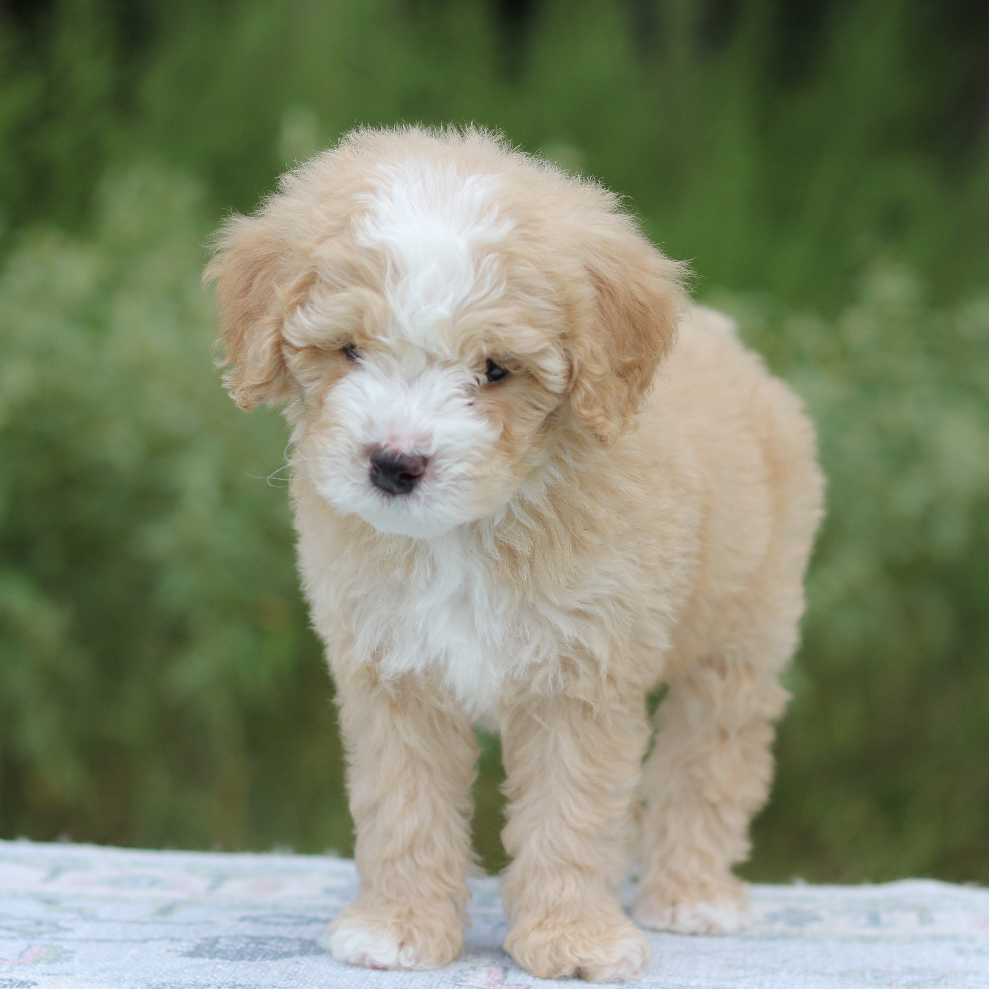 The Flower Crew is officially 6 weeks old, and they’re learning something new every single day. 🌼
✨ “Sit” = treats
🐶 “Puppy, puppy, puppy!” = food
💤 Eat. Play. Sleep. Repeat.
These sweet summer days are slow, simple, and full of joy. Watching their little personalities bloom has been the best part. This is what it’s all about. 💛
More info on the website linked in bio.