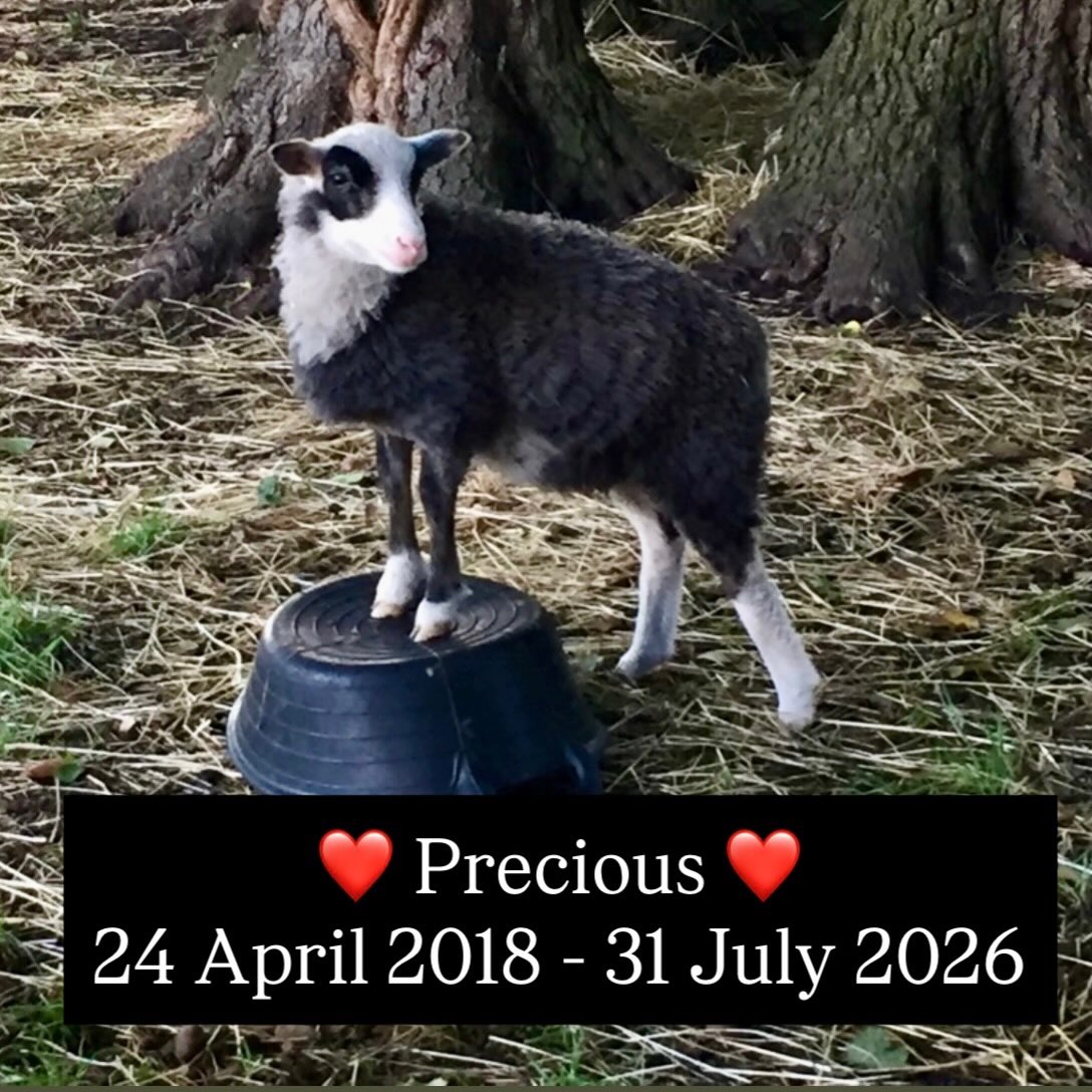 GOODBYE, MY FOREVER LAMB PRECIOUS 💔
On Friday, 31 July, I lost my little Precious.
Precious was born here at the sanctuary on 24 April 2018. She arrived into the world so tiny and weak, almost paralysed. I didn’t think she would survive, but her wonderful mum, Martha, made sure she did. She never gave up on her baby, and somehow this little fighter pulled through.
Precious remained one of the smallest sheep in the flock, but she made up for it with the biggest personality. She was my little diva, my forever lamb.
Because she was so small, I always fed her separately so she could eat in peace without the others pushing her away. She knew exactly where to find me whenever treats were involved, and she had the most distinctive little “baa” that I’d recognise anywhere. She was a true lap lamb.
She was fearless. She’d happily headbutt sheep twice her size because she knew I’d always be there to protect her. She had complete confidence in me, and I loved watching this tiny little sheep take on the world with such determination.
Suspected cause of death is pneumonia. Precious had been unwell for a week. We tried everything we could, treating her for respiratory problems and giving her the medication she needed. The vet examined her earlier on the day she died. and we all hoped she would recover, but she never responded to treatment.
When I arrived in the evening to check on her, she was already in a bad way. I picked her up, sat down with her resting on my lap, held her close, and she died in my arms. Part of me thinks she waited for me before she took her last breath.
I’m completely devastated. The sanctuary won’t be the same without my little diva. It hurts so much to know that I would never see her cute face again.
Run free now, my beautiful diva girl. Thank you for eight wonderful years, for every cuddle, every headbutt, every little “baa”, and for trusting me with your life.
You will always be my forever lamb. I will love you and miss you every single day.
.
.
.
.
#precious #foreverlamb #sanctuarylife #hertbroken #grief