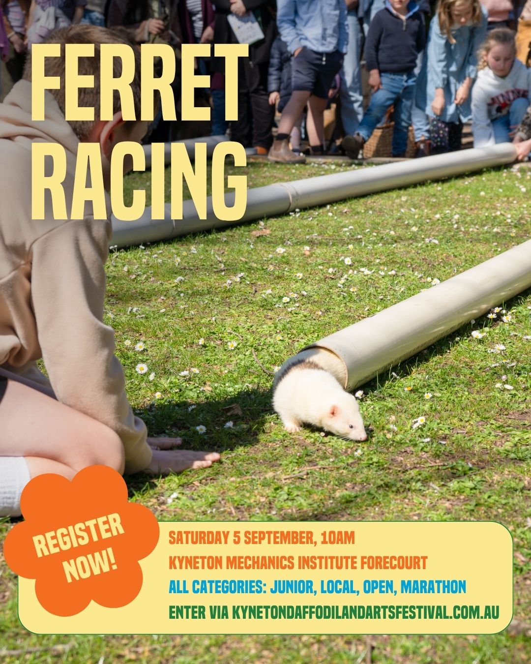 Ferret Racing - Kyneton Mechanics Institute Reserve Saturday 5th September 2026 – 10am – 11.30pm
Get ready for an adrenaline-pumping spectacle as ferret racing makes a triumphant return to the Kyneton Daffodil and Arts Festival on Saturday, September 5th!
Due to the overwhelming demand from our enthusiastic community, we are bringing back this beloved event to its spiritual home ground, the Kyneton Mechanics Institute Reserve.
Prepare for an action-packed day with four thrilling categories: Junior (15 years and under), Local, Open, and Marathon. And that's not all! We are proud to reinstate the prestigious "Eric Scoble Richard Green Memorial Trophy" as the ultimate recognition of their dedication and hard work with the ferret races.
Don't miss out on the excitement and camaraderie. Grab your ferrets and fill in the entry form on our website.
Food Trucks will be made available on Saturday, 5th, September 2026 at the Kyneton Mechanical Institute for visitors to purchase food whilst enjoying a day of fun activities.
--
The Kyneton Daffodil & Arts Festival
📍 4–13 September 2026
Supported by Major Sponsors @kynetononriverside
Visit our website to view all events and sponsors.