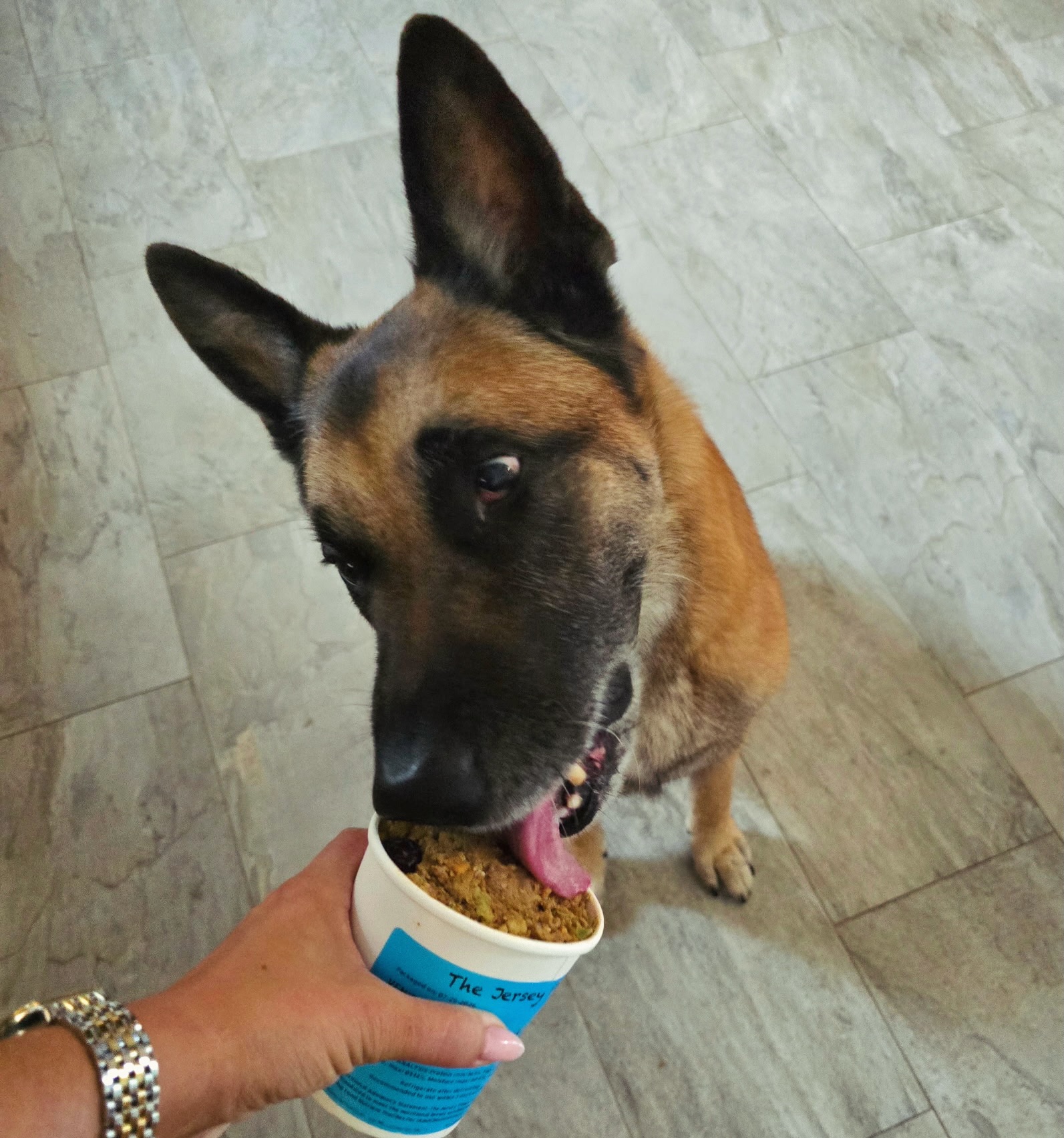 Best mornings start with healthy meals, and pics from handsome, happy pups - like Charlie. #ExtendTheirStay #gsd #malinois #SmallBatchDogFood