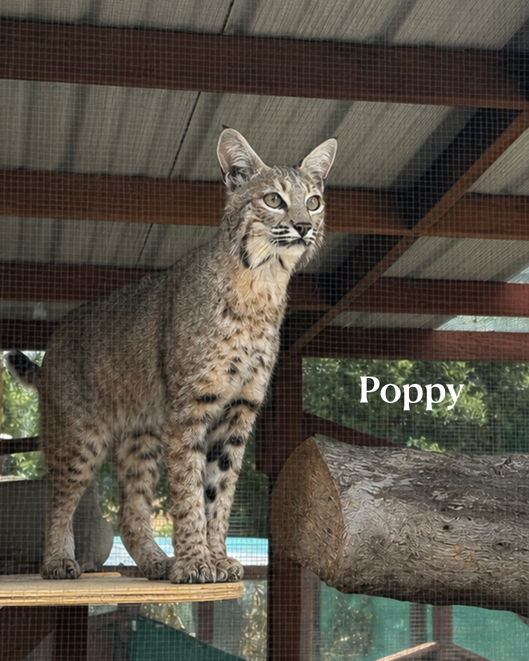 We thought we’d brighten your weekend inbox with a few photos of our wildlife ambassadors getting their first look at their beautiful new enclosures. They haven’t moved in full-time just yet, but we couldn’t wait to share these special first moments with you.
PC credits Keira Ehrenfeldt and Brianna Quick See less