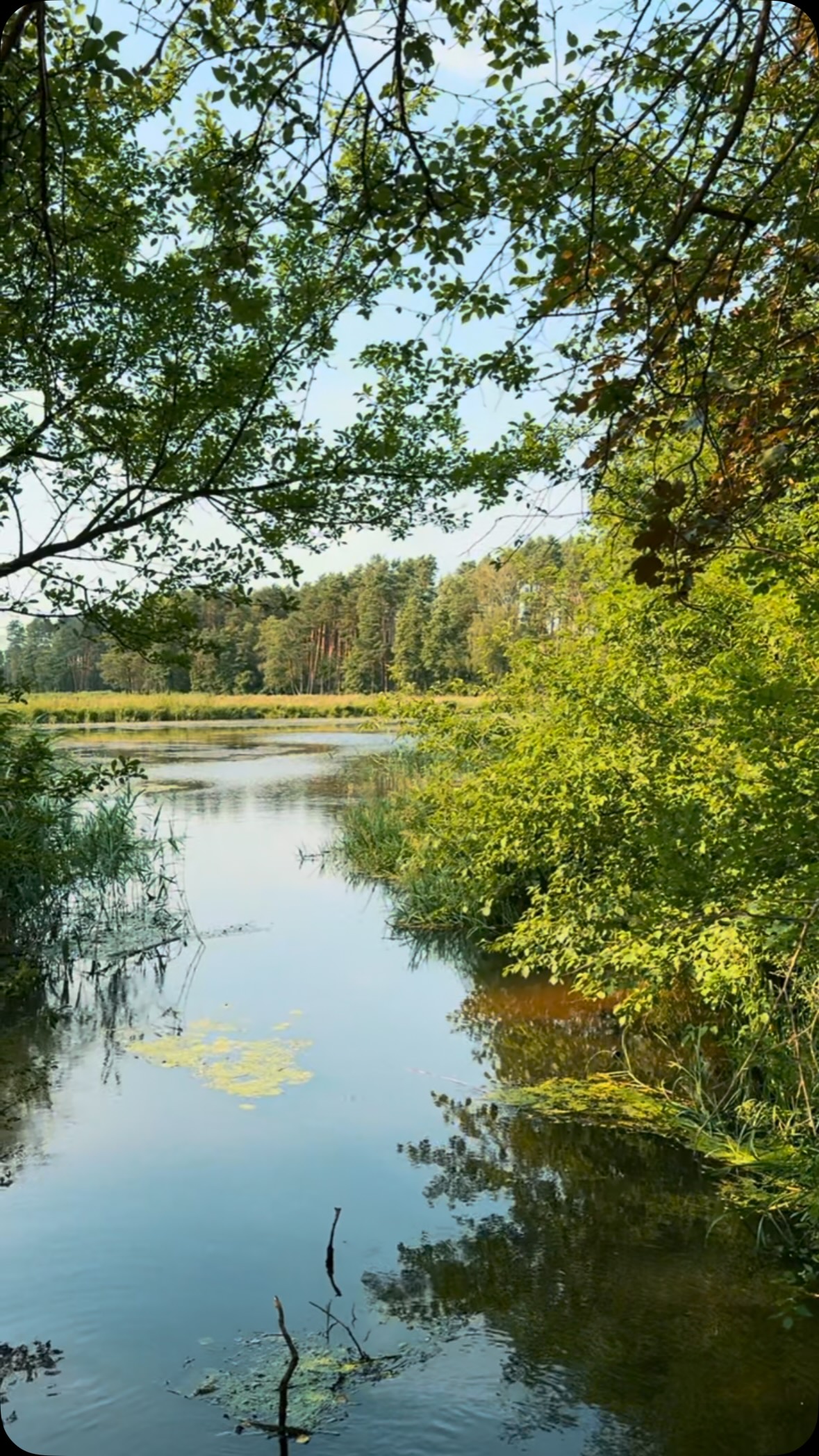 Summer time ☀️🦋🦆
#natura #summer #chilltime