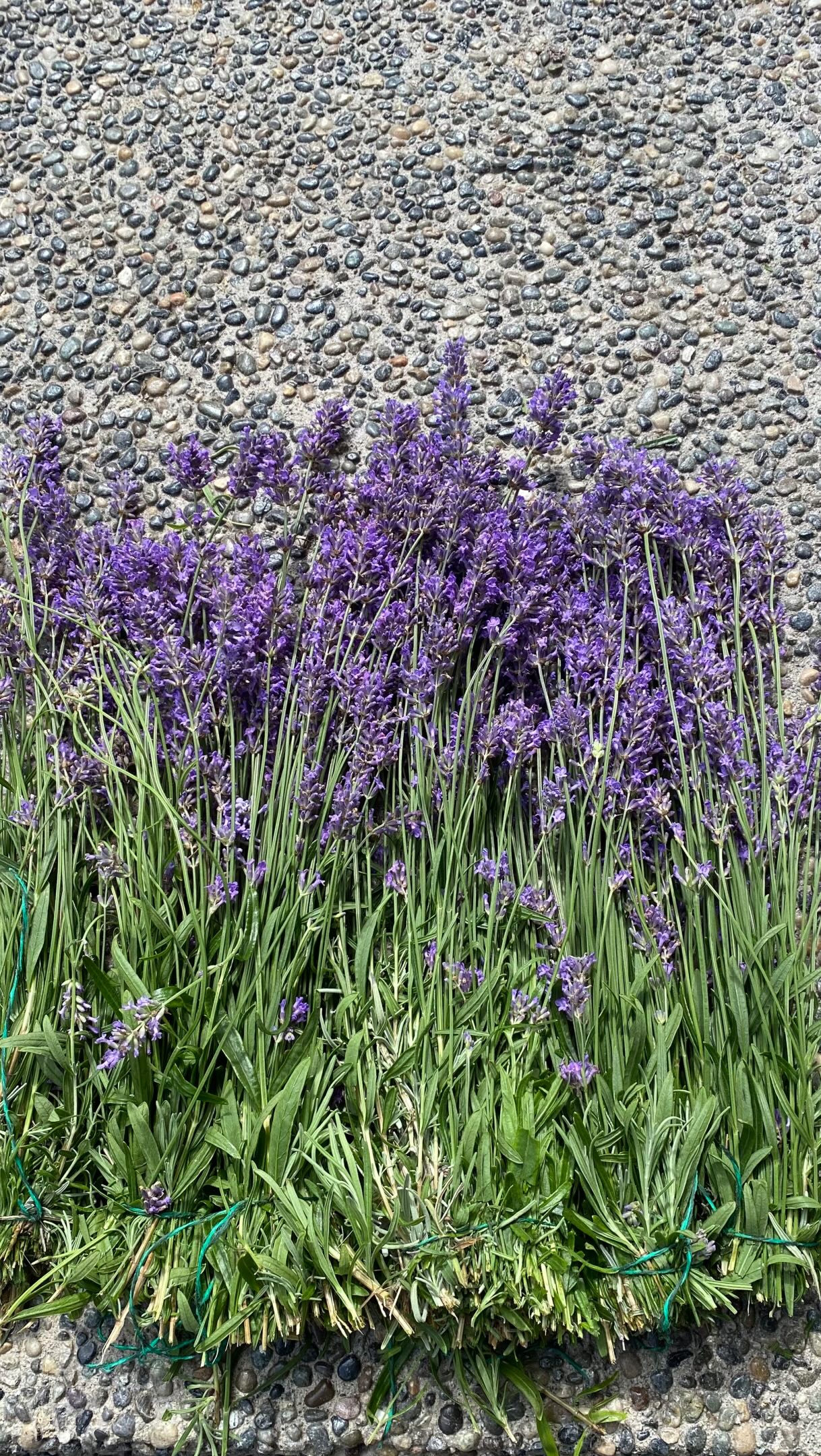 From our garden, with a little love. 💜
One of our favourite things about growing flowers at Niche is finding ways to enjoy them long after their season has passed.
Our lavender is grown right here in the Niche Gardens, harvested by hand, dried and then thoughtfully transformed into some of our favourite botanical products.
From our little J’adore lavender posies to botanical bath salts, shower steamers, hand-poured wax sachets and candles, each one carries a little piece of the garden with it.
There is something so satisfying about watching a plant grow outside our studio and then finding new ways to preserve its beauty, fragrance and character.
Grown. Gathered. Dried. Created. 🌿
Just another little glimpse into life at My French Country Flower Studio.
— Maria & Lina 🤍