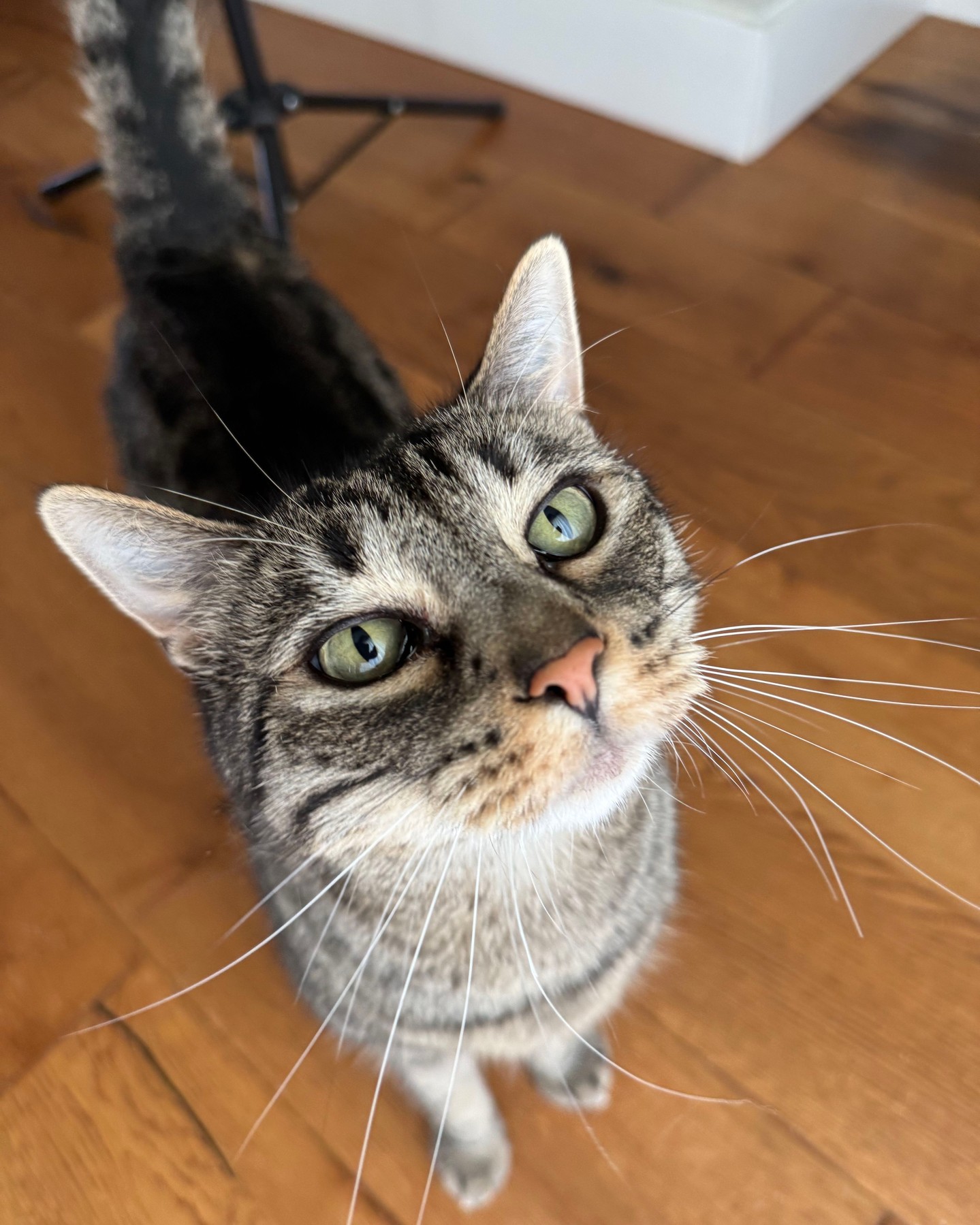 Buzzie is the snuggliest fella and loves his treats. #catsofinstagram #atx #leander #cedarpark