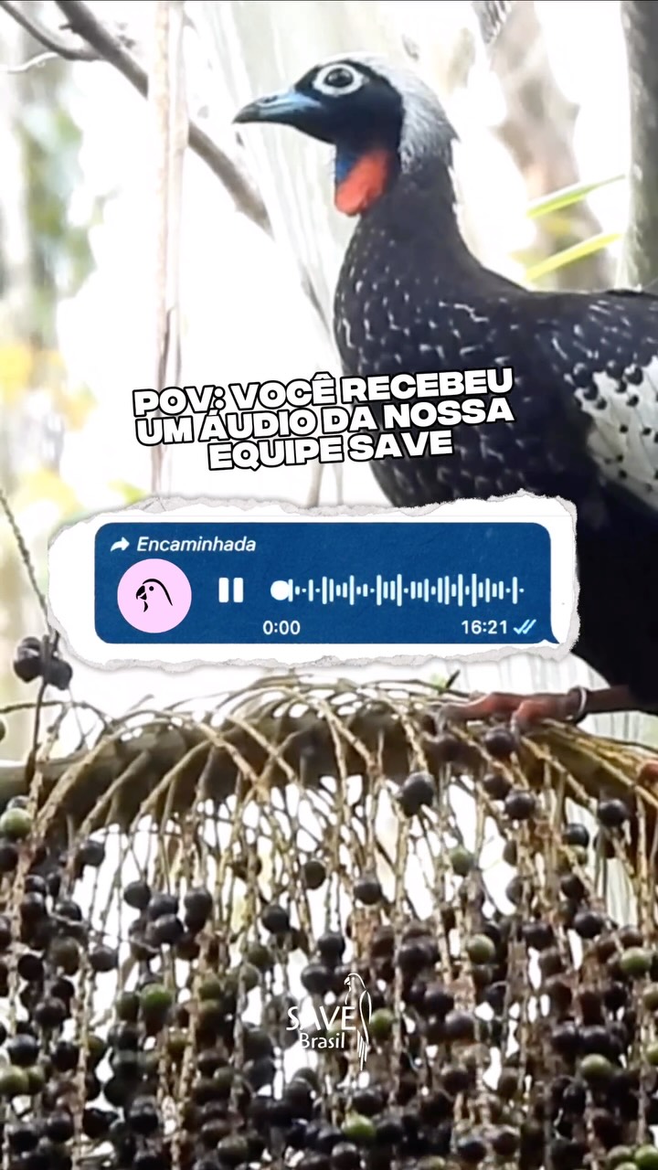 Você recebeu um áudio da equipe da SAVE. 🎧
Para encerrar a semana, uma pequena dose de boas notícias. 💚
No áudio, nossa de projetos, Gabriela França, comemora um novo recorde de avistamentos de jacutingas em um único dia, em São Francisco Xavier (SFX). Parte desses registros foi feita e compartilhada pela própria comunidade, por meio do monitoramento participativo.
Para quem acompanha a espécie de perto, momentos como esse renovam as energias e mostram que cada esforço pela conservação da Mata Atlântica vale a pena.
O registro foi feito nesta semana!
-
#savebrasil #jacutinga #trend #conservação