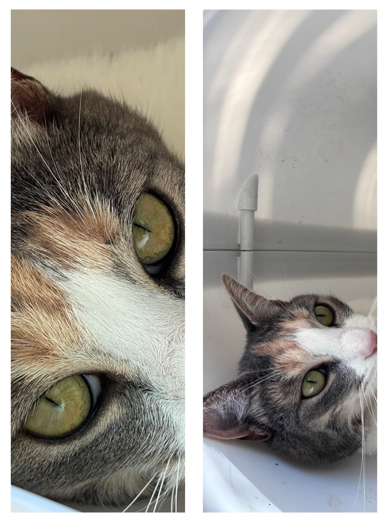 Zoom sur les beaux yeux de nos pensionnaires
Nos stars de la semaine : Ficelle, Fattouch, Lily, Utopia, Cuba, Aïko, Nyamba, Tokyo, Milky et Naples
#cat #cats_of_instagram #cats #pensionpourchats #hotelpourchats