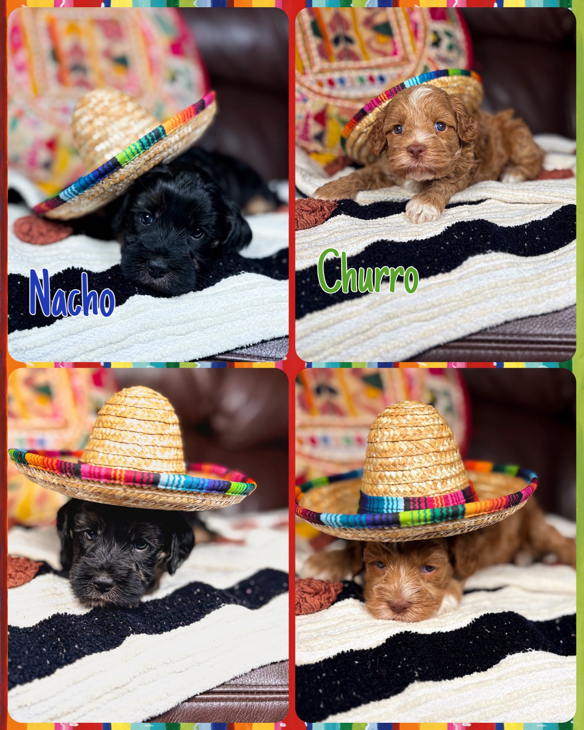 Help us settle a debate…👇
🖤 Team Nacho or 🤎 Team Churro?
Some puppies are just impossible to scroll past… and these two are proof. 🥹
Nacho is our handsome little guy, and Churro is as sweet as her name. They’re both still looking for their forever families and spending their days soaking up love while they wait for the perfect match.
So tell us… which one has your heart? And if you think the answer is both, we completely understand. 🐾🤍
#AustralianLabradoodle #AvailablePuppies #PuppyLove #SouthernMeadowsAustralianLabradoodles #DoodleLife ForeverFamily