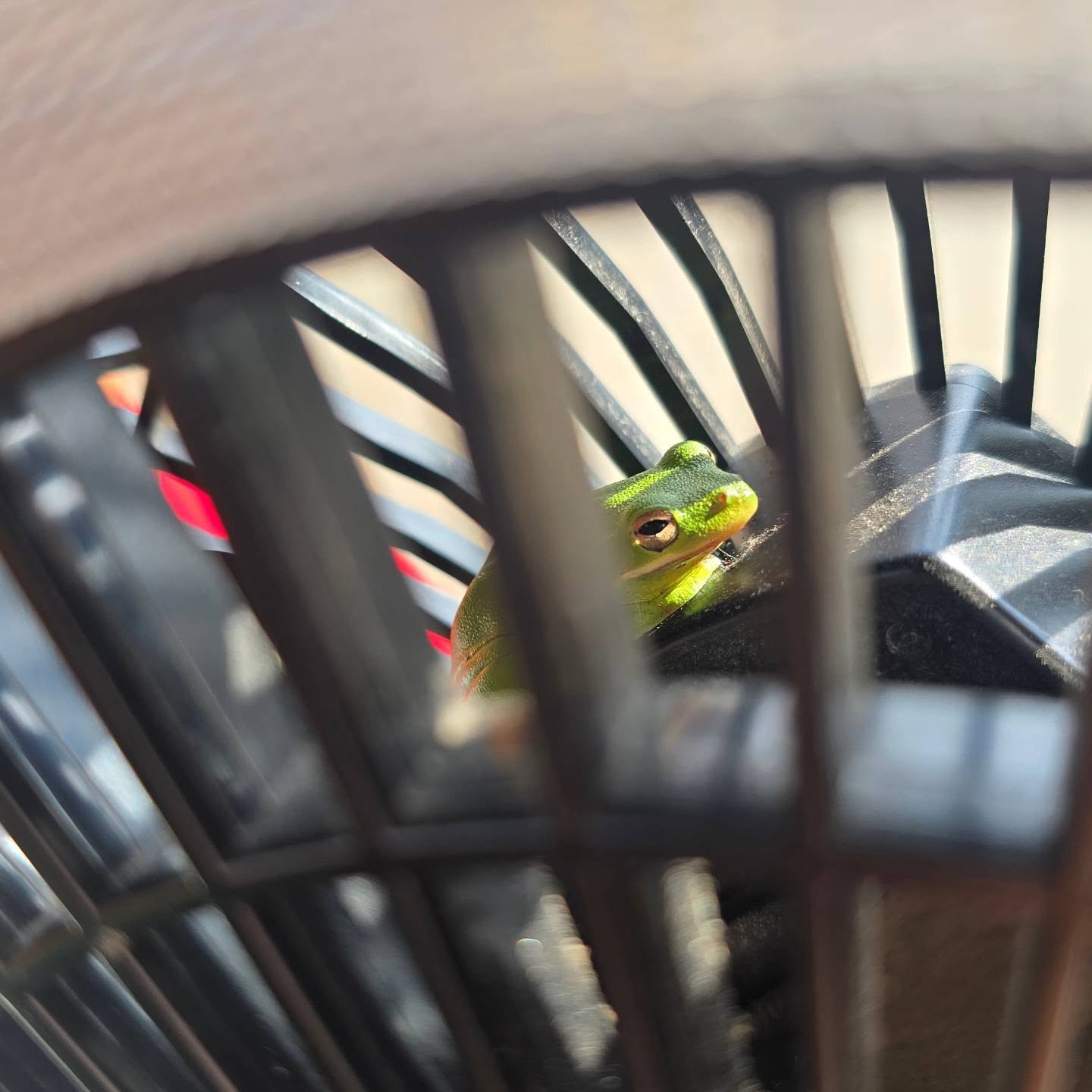 Hijack of the fan! Sometimes you gotta deal with the heat cause there's a little green tree frog chilling in your fan. Hopefully I can get him put before I head home for the day...
#treefrog