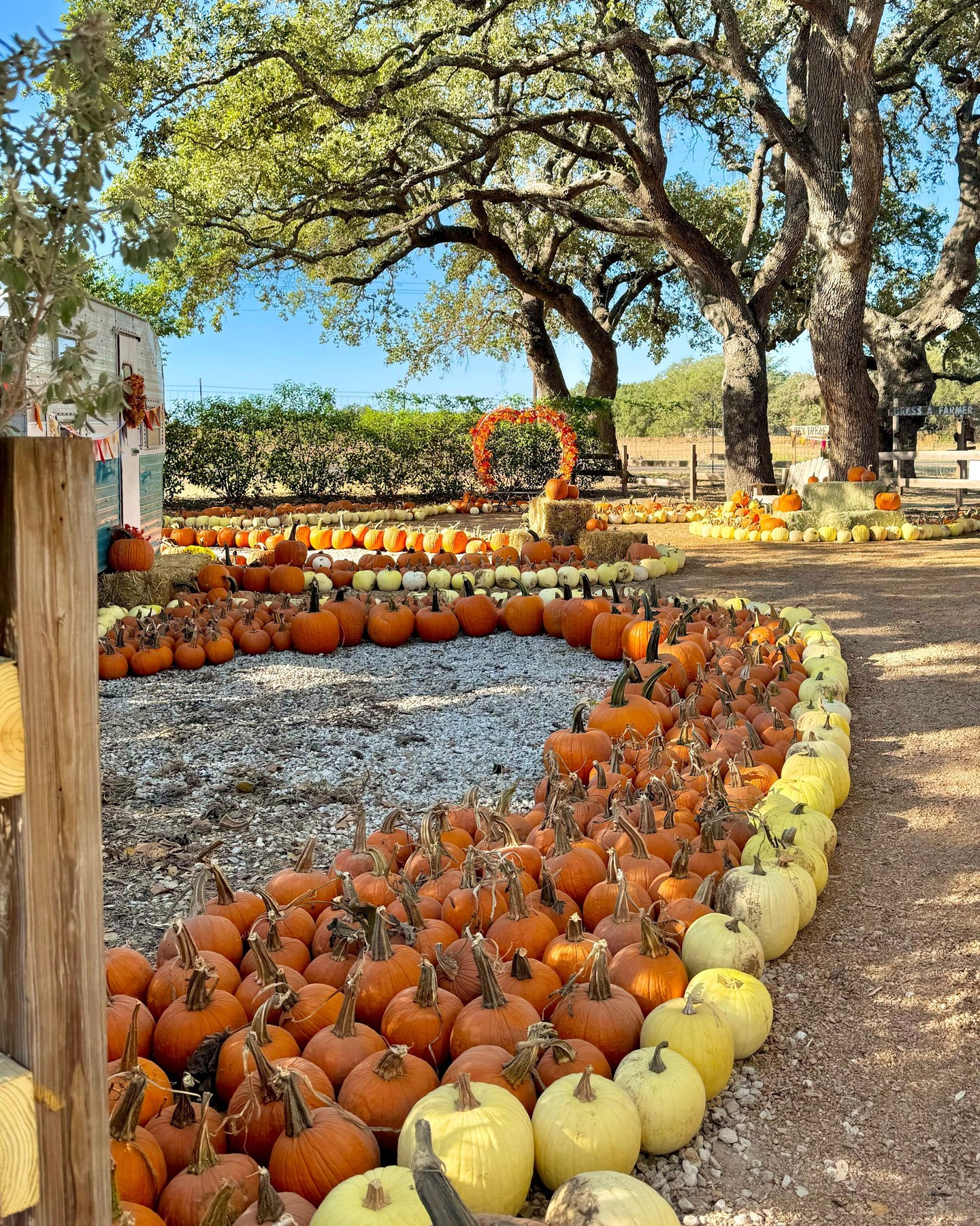 ๐ San Antonio's favorite Hallmark worthy fall tradition is back!
Pumpkin CountryFest returns to Devine Acres Farm this fall with 50+ attractions, exciting new additions, and all the nostalgic farm fun your family loves.
๐
Weekends โข September 26 โ November 1 + Columbus Day
๐ NEW this fall!
โข We have a MAJOR new addition that we will announce soon. Any guesses on what it could be? ๐
โข The Hangry Hen serving fair favorites
โข The Rowdy Rooster Bar (21+)
โข More Flushable Restrooms
โข Music Garden
โข Another Playground
โข Candy Cannon
โข More Pumpkin Displays & Photo Ops
โข Zach the Singing Tractor
๐ Returning Favorites
โข Pumpkin Patch & Pumpkin Stroll
โข Apple Cider Donuts & Crazy Shakes
โข Flower Field
โข Scenic Hayrides
โข Goat Races
โข 50+ Attractions & Activities
โข Live Music & Shows
โข Farm Animals
โข Catch-and-Release Fishing
โข Giant Jumping Pillow
โข Festival Food, Beer, Wine & Frozen cocktails
We've spent all summer building, improving, and adding new experiences, and we can't wait to welcome y'all back this fall to see it all!
โก Flash Sale begins August 24 at 8am
๐ Newsletter subscribers get early access to Flash Sale Tickets!
Sign up: devineacresfarm.com/newsletter