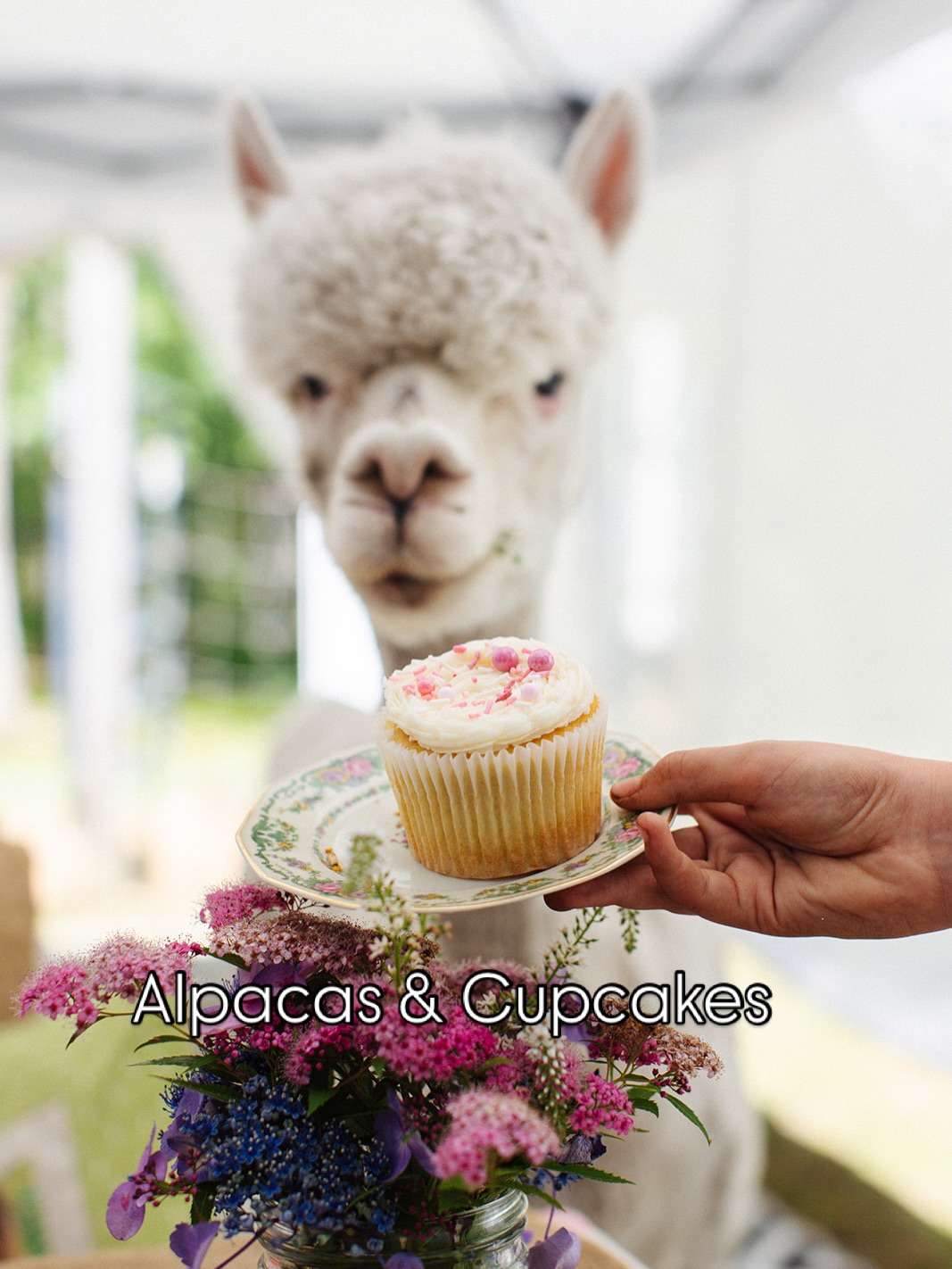 This is what Alpacas & Cupcakes looks like at Lulu’s Barn. Private alpaca time, hand-feeding, a handmade gourmet cupcake with flowers from the garden, and a lot of alpaca photo-bombs.
Thank you @mainetinkerphotography for sharing the beautiful photographs of your visit. 🤍
Cupcakes handmade with love ❤️ from @dzertsbydaphne
#professionalphotographer #maineexperience #midcoastmaine #momanddaughterdate #oneofakindexperience