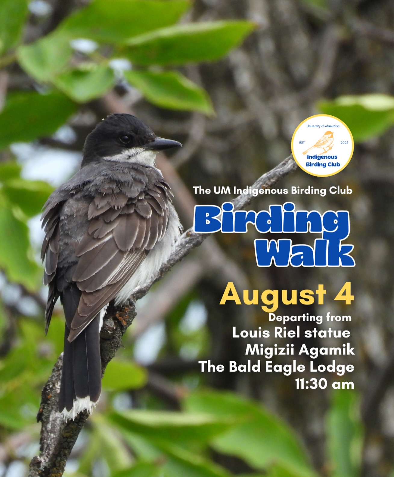 Our next walk is on August 4!
Please note that at this time of year, bird activity tends to slow down, so we typically see and hear fewer species than we do in spring or early summer or even later in the summer. We are still looking forward to a great walk together, but we wanted mention this to help set expectations.
Join us for a relaxed, 1.5-hour birding walk that begins at Migizii Agamik – Bald Eagle Lodge. We will gather at 11:20 a.m. by the Louis Riel statue, with the walk starting promptly at 11:30 a.m. The walk will take us to King’s Park, or another nearby location, at a leisurely pace, allowing us to enjoy our feathered relatives in the green spaces on and near campus.
These walks are open to BIPOC (Black, Indigenous, and People of Colour) folks and allies who share our belief that birding is for everyone, regardless of experience. Whether you’re new to birding or a seasoned enthusiast, we welcome you to join. Just dress for the weather and be sure to bring sunscreen and water. If you don’t have your own binoculars, we have some available to borrow.
Our walks are an opportunity to connect with nature, build community, and learn from one another in a relaxed and supportive environment. Feel free to participate at your own pace, there’s no need to stay with the group the entire time, and you’re welcome to come and go as you please.
Accessibility Information:
The walk covers a variety of paths, including pavement, grass, dirt, and gravel, with mostly flat terrain and a few gentle slopes.
Washrooms are available approximately halfway along the walk.
If you need assistance or have specific accessibility requirements, please let us know in advance so we can do our best to accommodate you.
Parking:
Please note there is NO free parking on campus M-F from 8:30 a.m. to 4:30 p.m. Parking is available in the Parkade and at metered spaces for a fee.
We look forward to seeing you there!
📷: @justinleerasmussen
@umindigenous