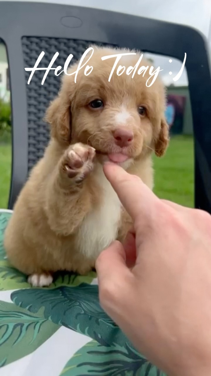 Meet Ollie, a charming F1B Mini Bordoodle, born January 17, 2026, from proud parents Minty and Matt. With his curls, playful energy, and gentle nature, he’s the perfect little companion.
Microchip: 956000019407136
Source No: BR100575
✨ For a limited time, Ollie is available at an affordable price with subtle savings of 48–50% off, the sweetest way to welcome joy home.
#puppiesdownunder #olliethebordoodle #minibordoodlejoy #aussiedogs #BR100575