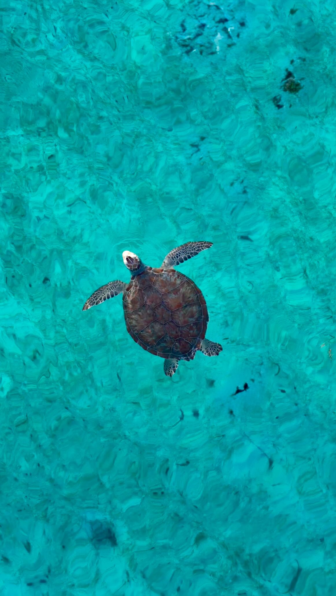 Es increíble poder convivir con la fauna marítima durante nuestras salidas de SUP! Siempre vemos Tortugas, rayas, estrellas de mar, peces… cuando el mar está así de plano, podemos ver directamente los animales en su hábitat natural…