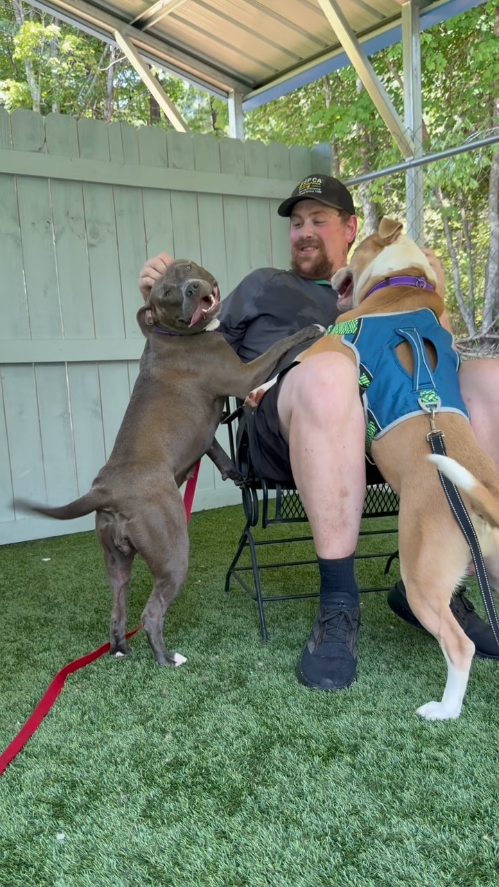 What’s better than one pitty butt?
TWO pitty butts! 🐶
#pittylife #happydogshappylife #adoptapitbull #adoptadogvirginia #fluvannaspca