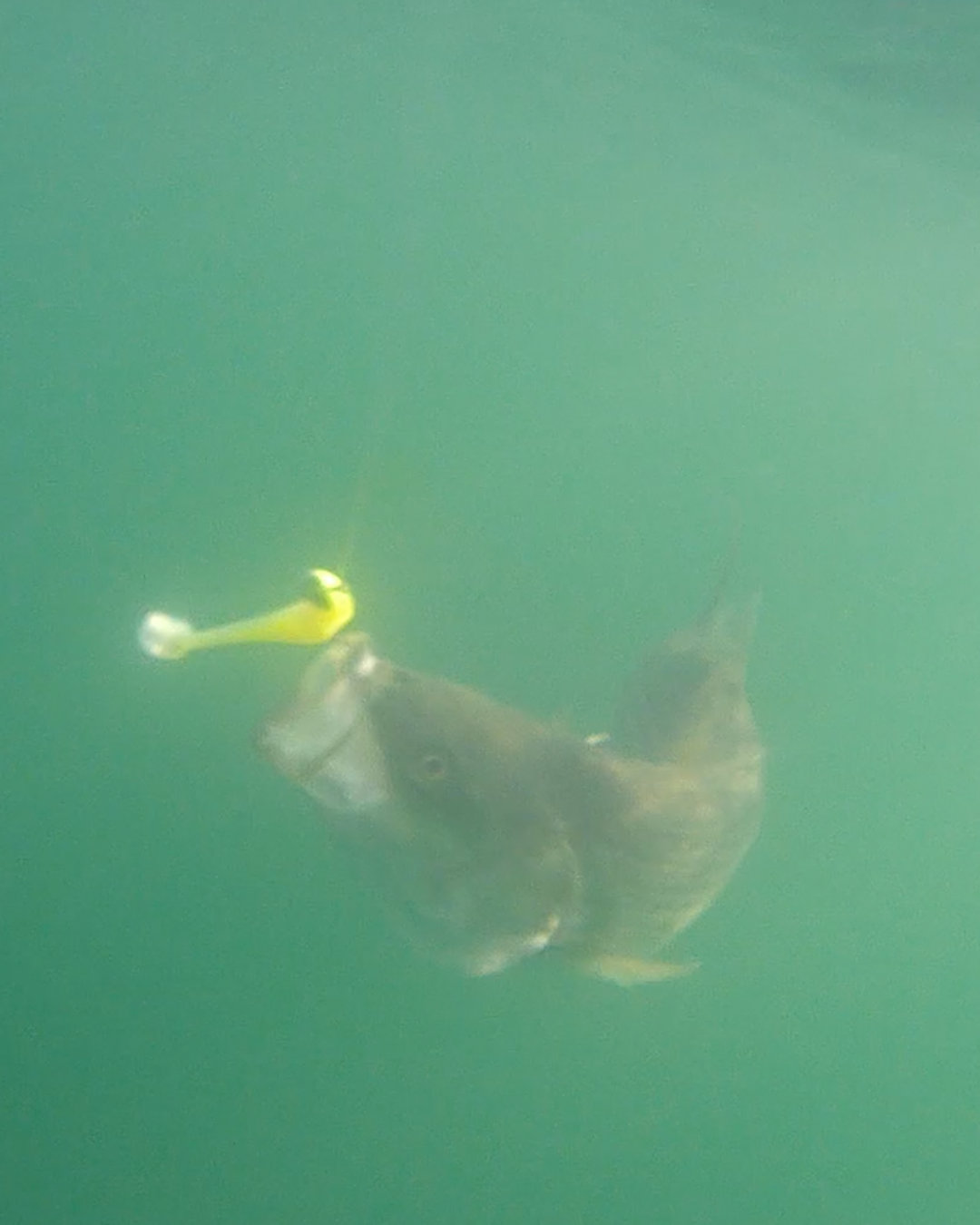 Summer 'Dog' Days can mean deeper hanging fish. Paddle tail Swimbaits on Jig heads are one way to target them. Ryan Collins from MyFishingCapeCod captured this video taken of Striped Bass feeding in Cape Cod Bay.
#monomoytackle #myfishingcapecod #capecodfishing