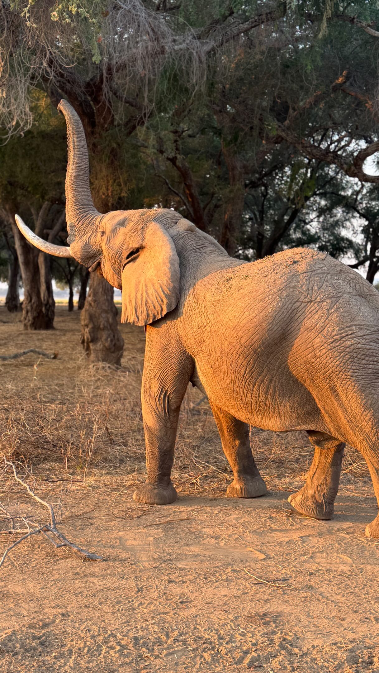 Best decision ever! ๐๐๐ฆ๐ฆ ๐ฆ
#jetlister
#traveladvisor
#africansafari
#wilderness