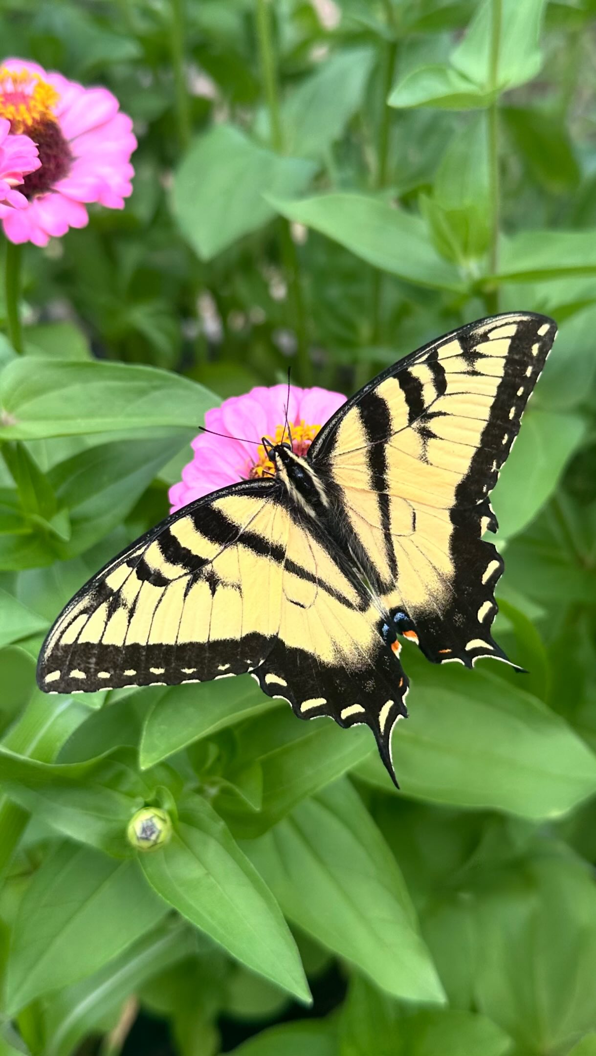 One of my favorite parts of growing so many flowers is seeing all the butterflies. I have seen all of these this week!