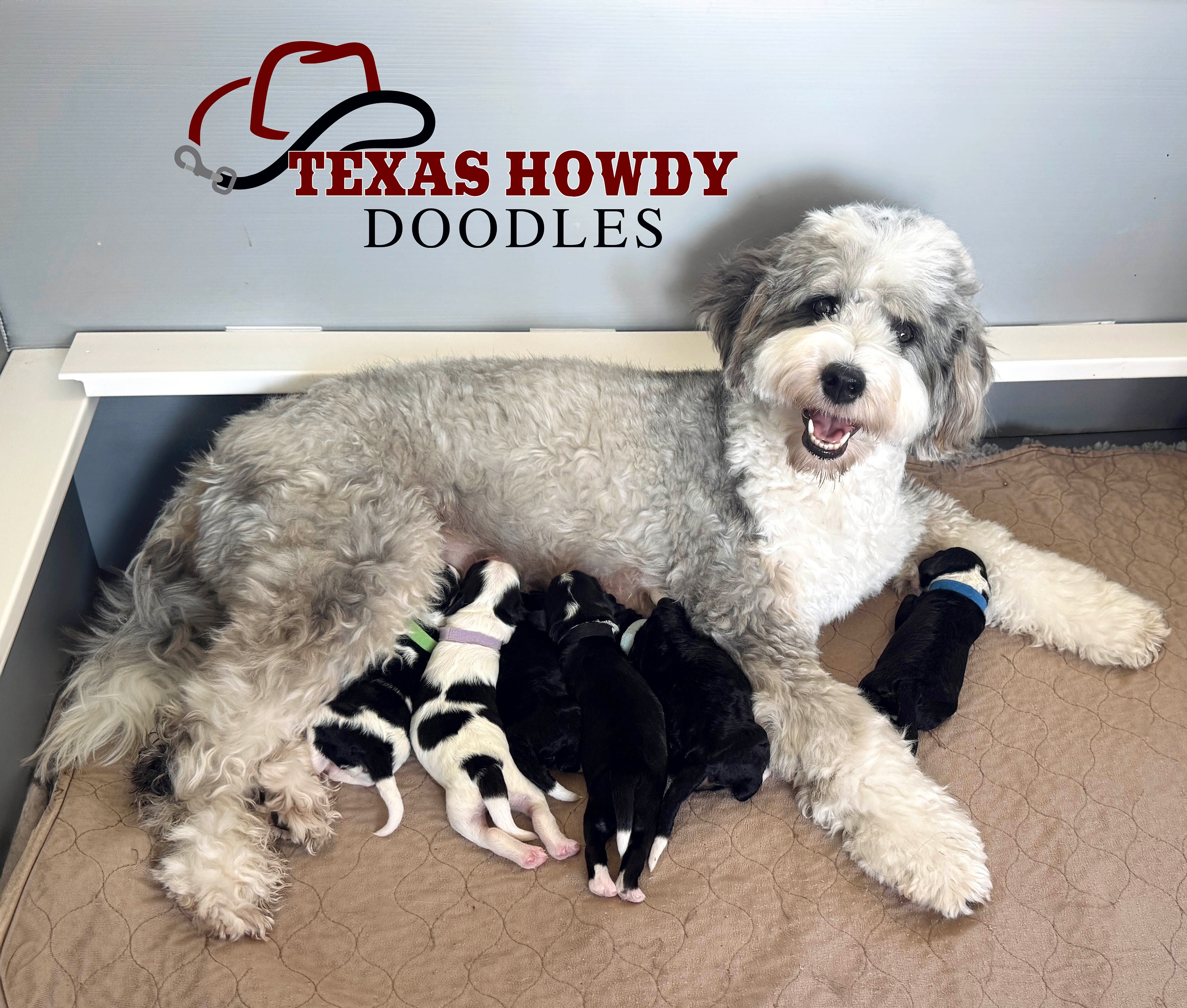 Our sweet Lucy introduced her very first litter to the world on July 30, and we are already completely smitten. 🤍
These little ones are nothing but tiny squeaks, warm snuggles, and full little bellies. We officially started Puppy Culture today, so their journey of intentional raising and early enrichment has already begun. It’s such a special season watching them grow from day one. Be sure to tune in to our stories daily so you can watch them grow through our videos and pictures.💞
And Lucy… she has absolutely blown us away. She has stepped into motherhood so naturally and is the most attentive, loving mama. We couldn’t be more proud of her.
We have one puppy spot still available from this litter. If you’ve been thinking about adding a Texas Howdy Doodle to your family, we’d love to hear from you. The best place to start is by filling out the puppy application on our website, and we’re always happy to answer questions along the way.
We can’t wait to share these precious babies with you over the next eight weeks. 💕