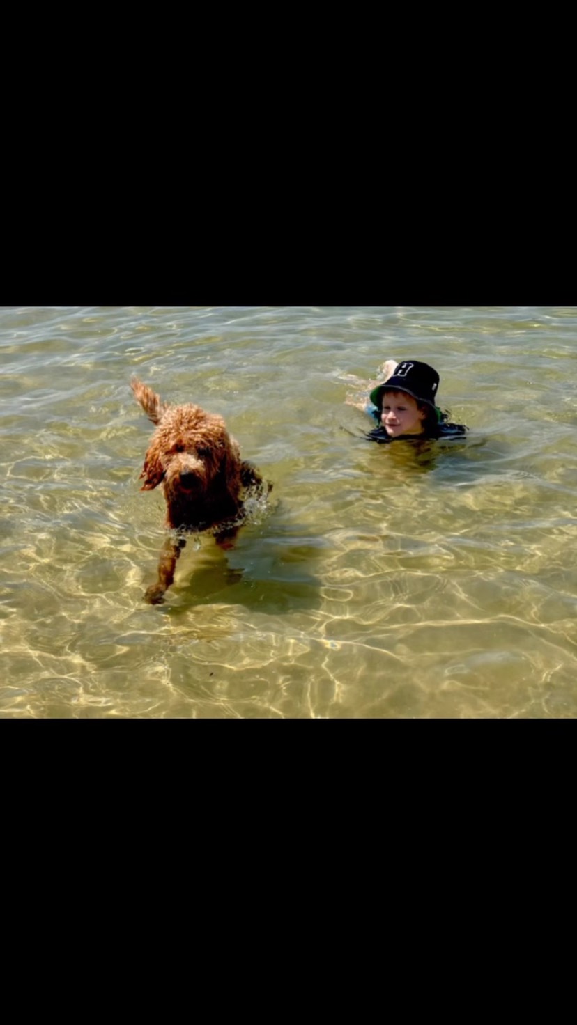 Toni’s playful Clare, a sweet female Labradoodle who loves adventure! Splashing in the water, sharing laughter with her little human, and living life to the fullest. Clare is more than a pup, she’s family, fun, and pure happiness.
Source No: BR100575
#puppiesdownunder #clarethelabradoodle #waterplaypup #aussiedogs #BR100575