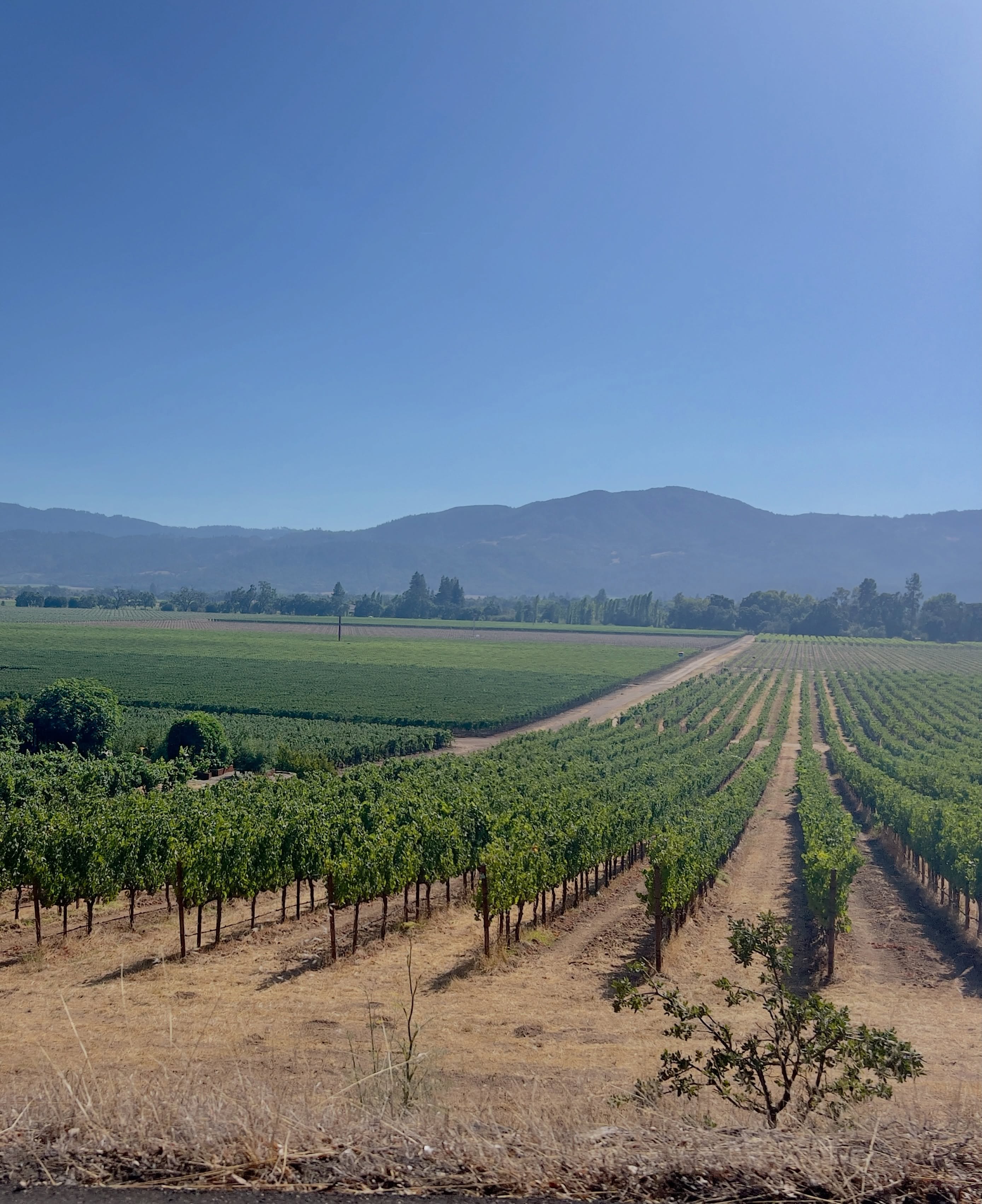 Learning to appreciate white wine in Napa Valley and trying new reds that are a whole new level! Riding through is such a great reminder of what Mother Nature provides. 🍇
#winelover #napavalley #winetour