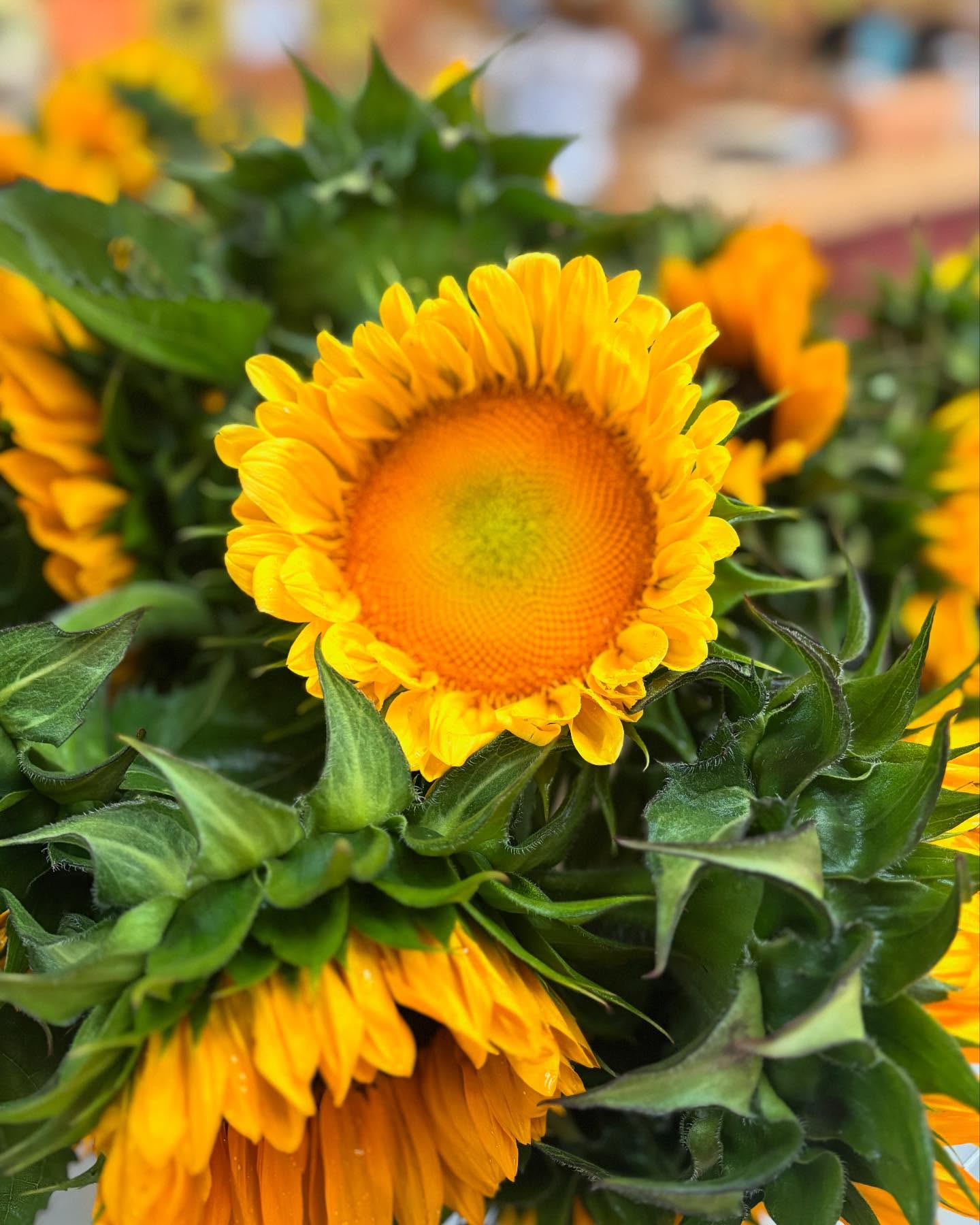 We have all the colors to brighten this rainy day!
Open 9:00-5:30.
:
#longviewfarmstand #nhgrown #flowerpower #weneedtherain #growcorngrow
