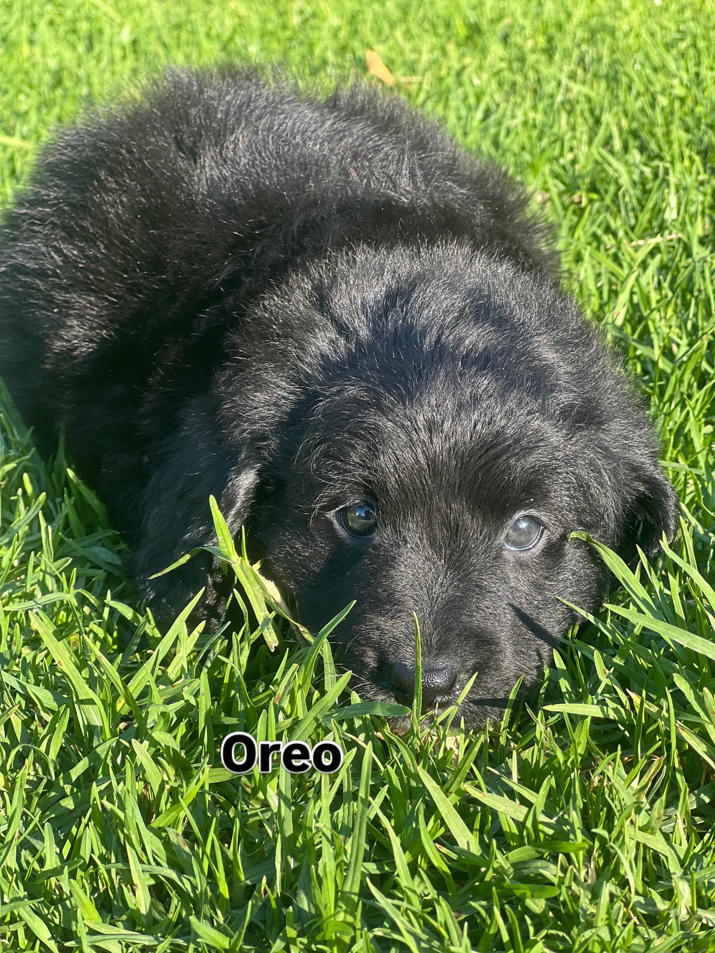 Say hello to Oreo, a delightful male Bordoodle, born April 11, 2026, from proud parents Calypso and Matt. With his gentle nature and playful energy, he’s the perfect mix of love and fun.
Microchip: 956000019406464
Source No: BR100575
✨ Limited‑time opportunity: Oreo is available now at an affordable price, with subtle savings of 48–50% off, making joy even easier to bring home.
#puppiesdownunder #oreothebordoodle #puplove #doodle #BR100575