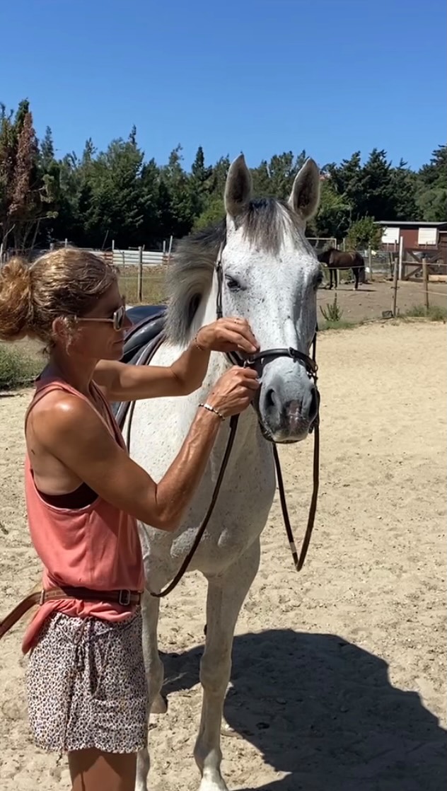My time with my training horse is over. It was a wonderful experience. Every horse teaches you different things🥰
Our main focus was shoulder freedom, which means I first concentrated on releasing tensions around the shoulders, lower neck and neck, and then tried to find the balance between the shoulder blades. Before I can think about the education of the hindquarters, I want the horse’s shoulders to be comfortable, free, balanced and as supple as possible. This Arabian mare is such a quick learner. It was really good fun. I wish the mare and owner continue in patience and that they have a lot of joy in discovering how, and with what support movements become functional. 🧡🧡🧡🧡🐴
#academichorsetraining #arabianhorses #balance #horse #traininghorse