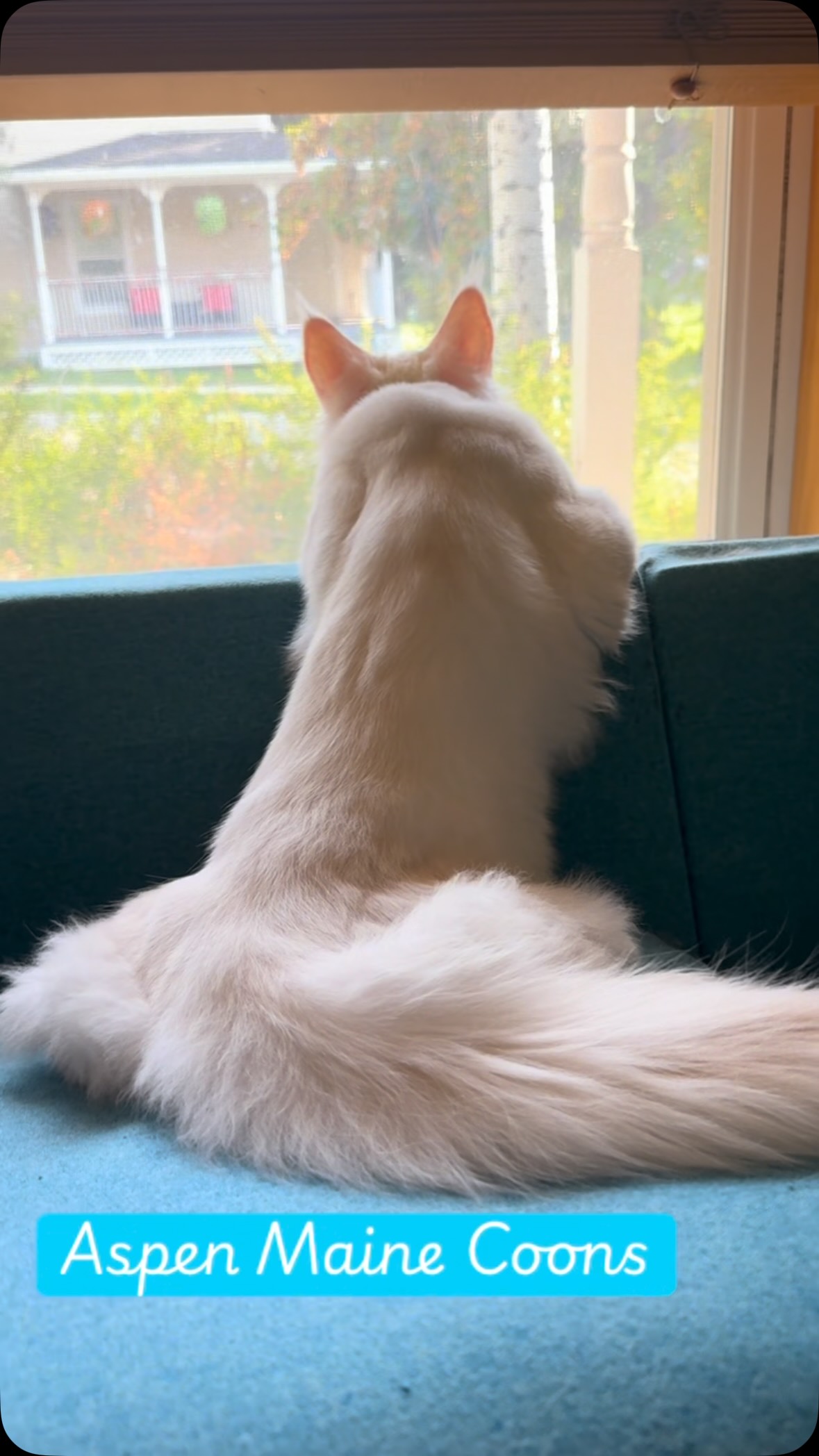 Gandolf bird watching! #mainecoonsofinstagram #mainecoonlovers #mainecoonlife #aspenmainecoons #mainecoonsilver