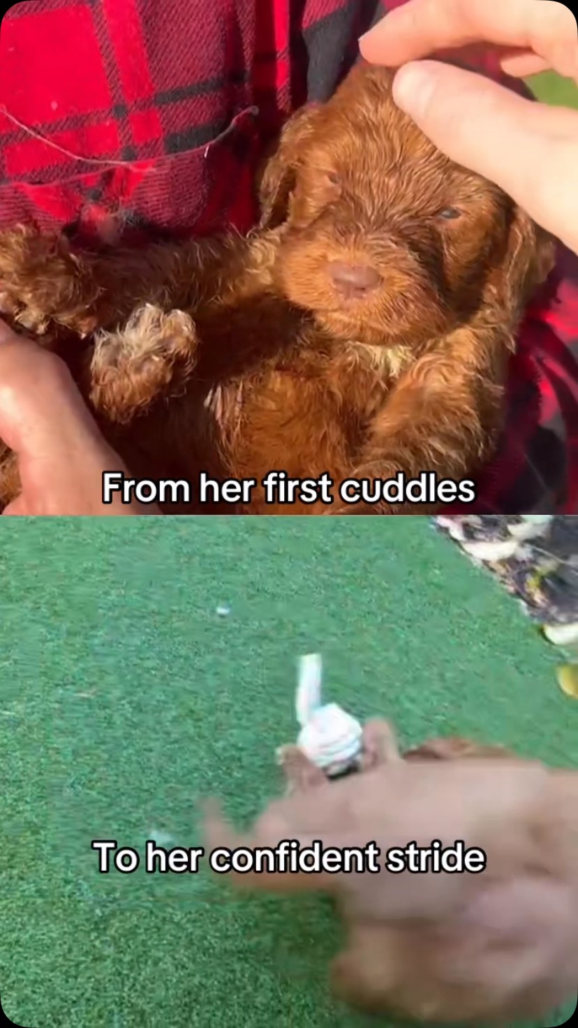 From the moment Ayngaran picked her up, this Groodle pup has been on the cutest glow‑up. She’s grown so much, taller, fluffier, cheekier, and every step of her journey has been filled with love, laughter, and wagging tails. A little pup becoming a big part of the family.
#puppiesdownunder #groodlejourney #growinggroodle #aussiepups #BR100575