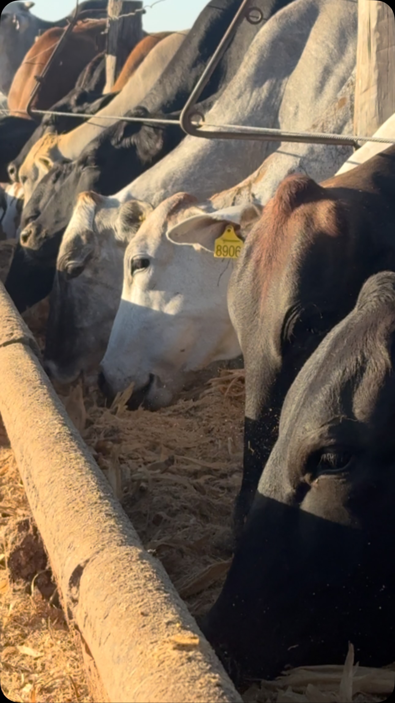 A alimentação aqui no Boitel é elaborada para cada objetivo, Receptoras e engorda cada um recebe sua dieta de maneira inteligente e distribuída no dia todo em 4 etapas.