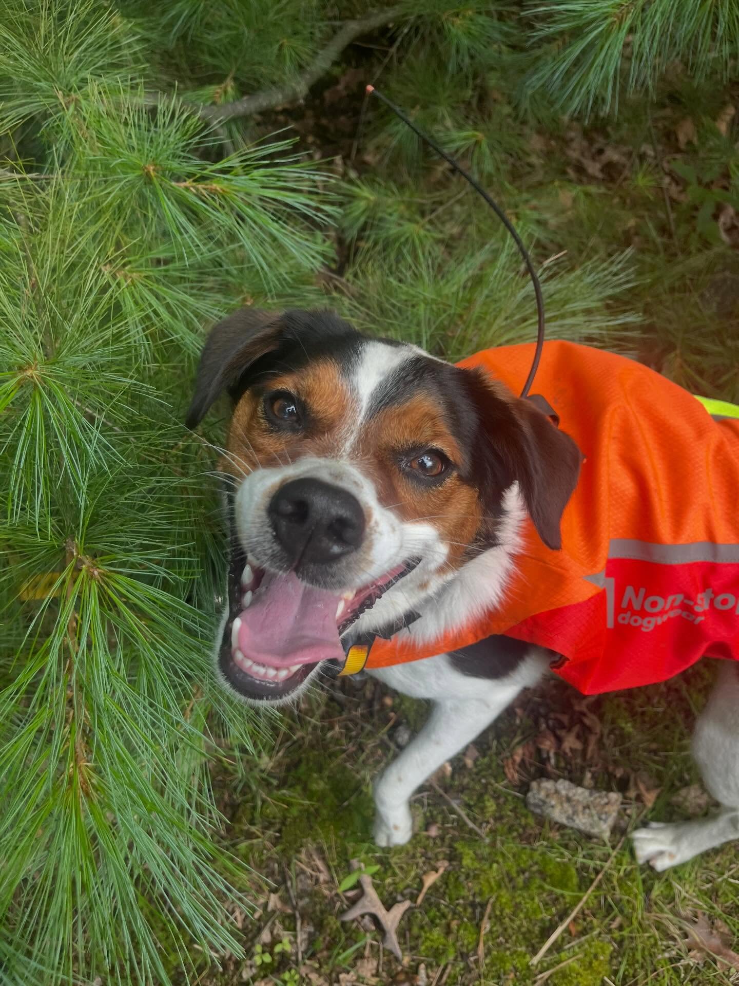 Bingo! The sweetest, funniest guy. Thanks for making me laugh on every adventure. I loved seeing you run through streams, zoom with your friends, and roll on everything smelly. I will miss you on our adventures. I wish nothing but the best for you and your family in your new location. 🐾🐶❤️