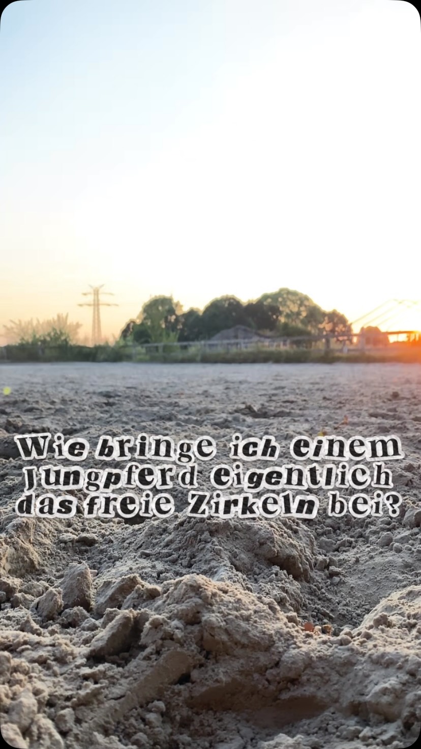 Ich finde, Freiarbeit ist eines der am häufigsten missverstandenen Themen im Pferdetraining.
Viele verbinden sie mit Dominanz oder Kontrolle. Für mich ist sie aber vor allem Kommunikation.
Bevor ich die Longe oder den Strick überhaupt weglasse, muss mein Pferd verstehen:
✔️ Körpersprache
✔️ Stimmsignale
-> kann man beides gut in einem Roundpen oder auf einem kleinen Platz frei üben
✔️Führen am Strick und frei, erst auf dem Hufschlag, dann auch mit Schlangenlinien, ersten Volten usw.
✔️Volten und Zirkel an der (durchhängenden) Longe
-> hier muss das Pferd auch Balance lernen und die richtige Muskelanspannung. Der Kandidat im Video bricht oft noch über die Schulter auf und liegt mehr wie ein Motorrad in der Kurve
Und etwas ist mir dabei besonders wichtig:
Ich möchte meinem Pferd etwas Neues beibringen – keinen Gehorsam testen. Es muss also nicht auf die Sekunde genau antraben oder stehen bleiben.
Deshalb arbeite ich bewusst mit wenig Druck, frage lieber mehrfach nach und belohne jeden kleinen Fortschritt. Fehler gehören dazu. Auch mir rennt ein Pferd mal weg. Entscheidend ist nicht, dass alles perfekt läuft, sondern wie wir gemeinsam mit diesen Situationen umgehen.
💬 Arbeitest du mit deinem Pferd frei?
❤️ Normalerweise gibt es hier mehr Content zu Fütterung, Haltung und Pferdegesundheit, aber wenn dir der Beitrag gefallen hat, like ihn gerne, wenn du mehr Einblicke ins Training sehen möchtest.
➕ Folge mir, wenn dich pferdegerechtes Training, Fütterung und Wissenschaft interessieren.