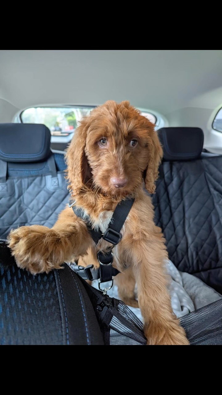 Ayngaran’s Groodle girl is living her best life, from joyful car rides to resting her head gently in his lap. She’s spoiled in all the right ways, wrapped in love, comfort, and family moments that make her tail wag nonstop. Happiness looks exactly like this.
#puppiesdownunder #groodlejoy #spoiledpup #familybonding #BR100575