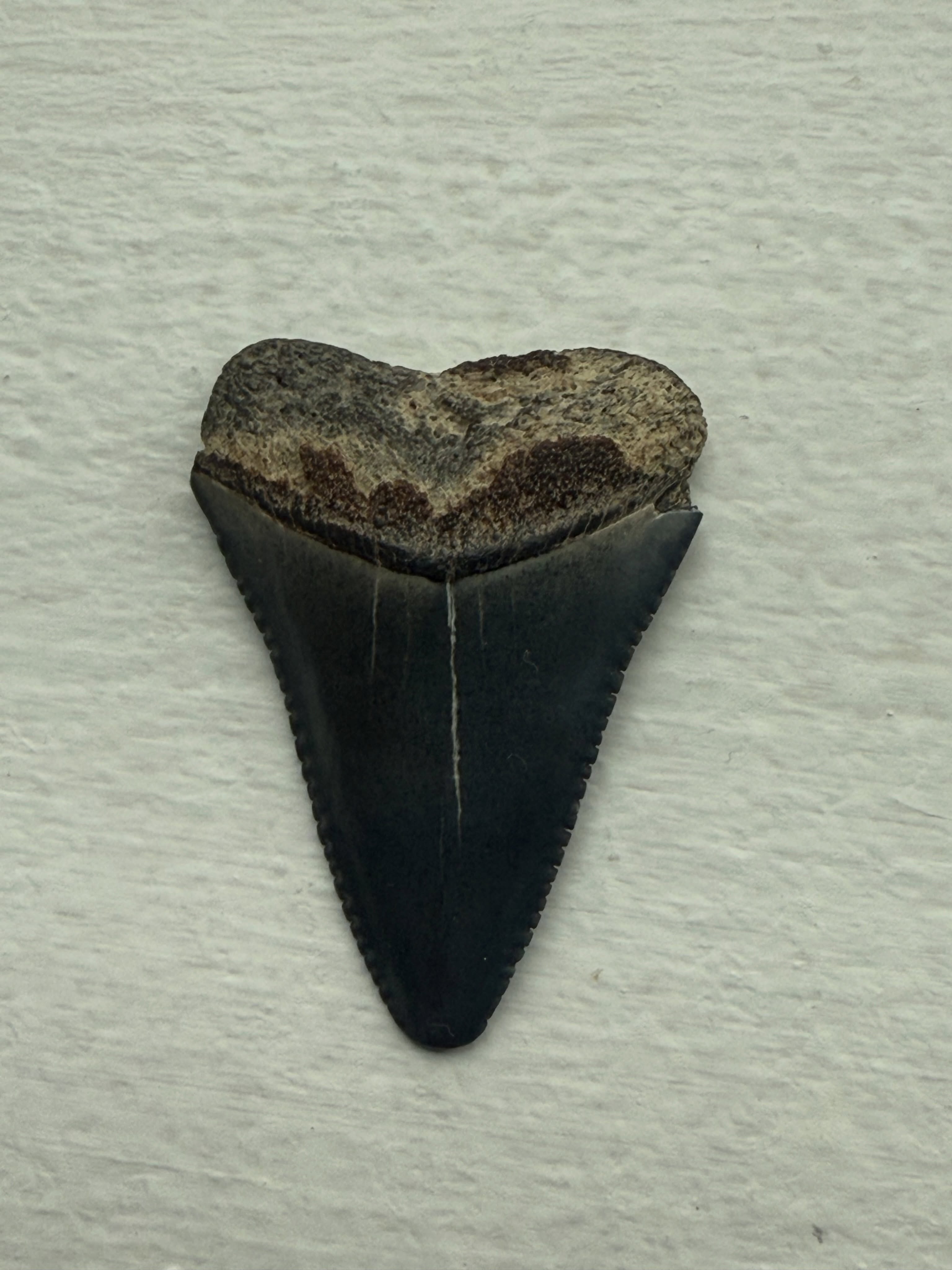 Day late on the Shark Week post, but we wanted to share this great find by our ORCA manager in May of 2019 on Narragansett Town Beach. Atlantic Shark Institute confirmed it’s from a white shark. The tooth measures an inch and a half long and an inch wide. You never know what you’ll find on the beach!
