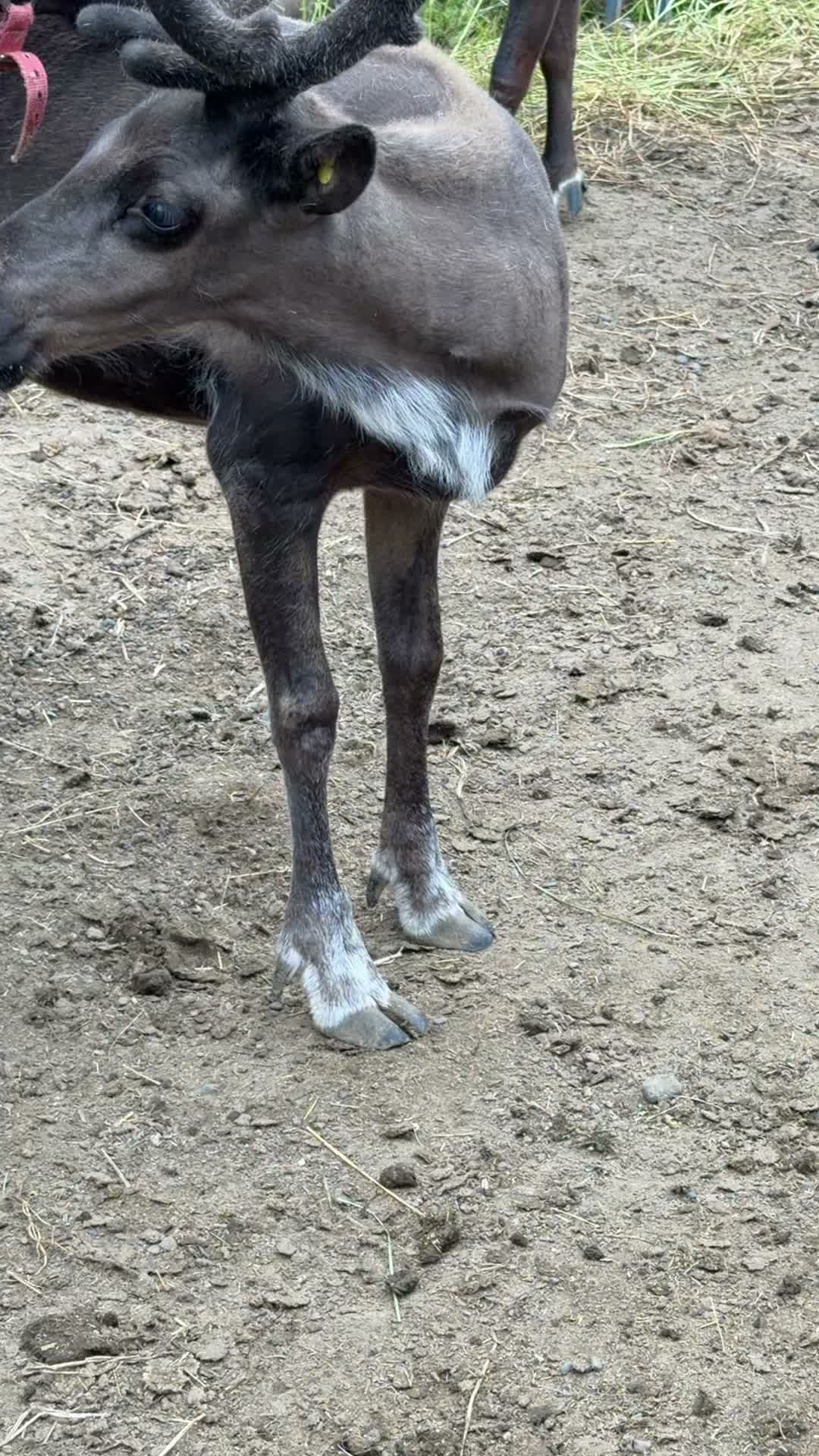 Why do the baby reindeer have antlers? #reindeer #Alaska #antlers #DidYouKnow #didyouknow #educational
