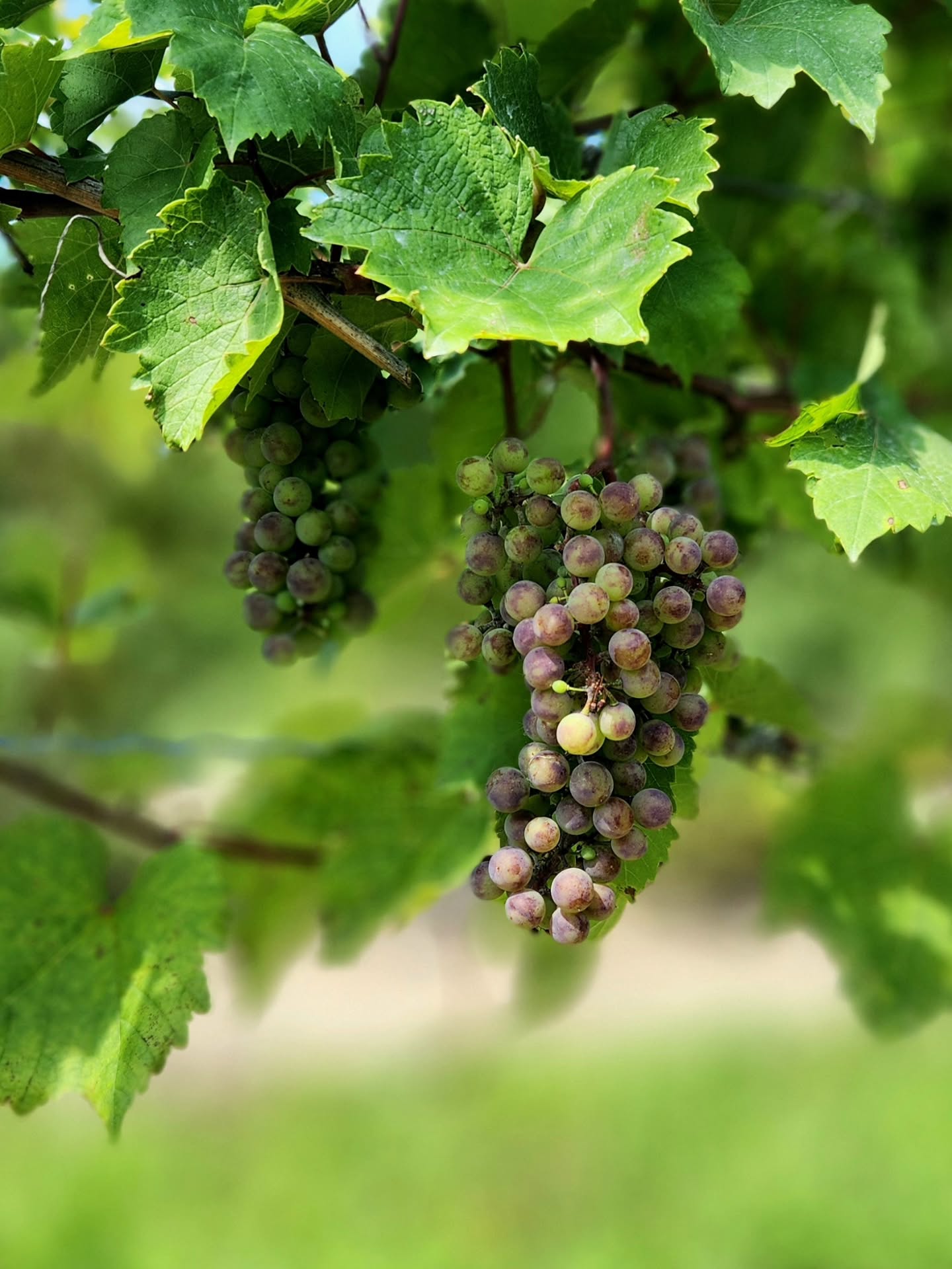 The vineyard is starting to change!
Our hybrid red grapes have officially begun veraison! The exciting stage when the berries transform from green to beautiful shades of red, purple, and blue.
This marks the beginning of ripening, as the grapes develop the sugars, flavours, and colour that will eventually become the wines you enjoy in your glass. Harvest is getting closer, and every day brings a little more magic to the vineyard.
It's one of our favourite milestones of the growing season and a reminder that another vintage is well on its way. We can't wait to share this year's wines with you!
#WaupoosWinery #PrinceEdwardCounty #PECWineCountry #Veraison #VineyardViews
