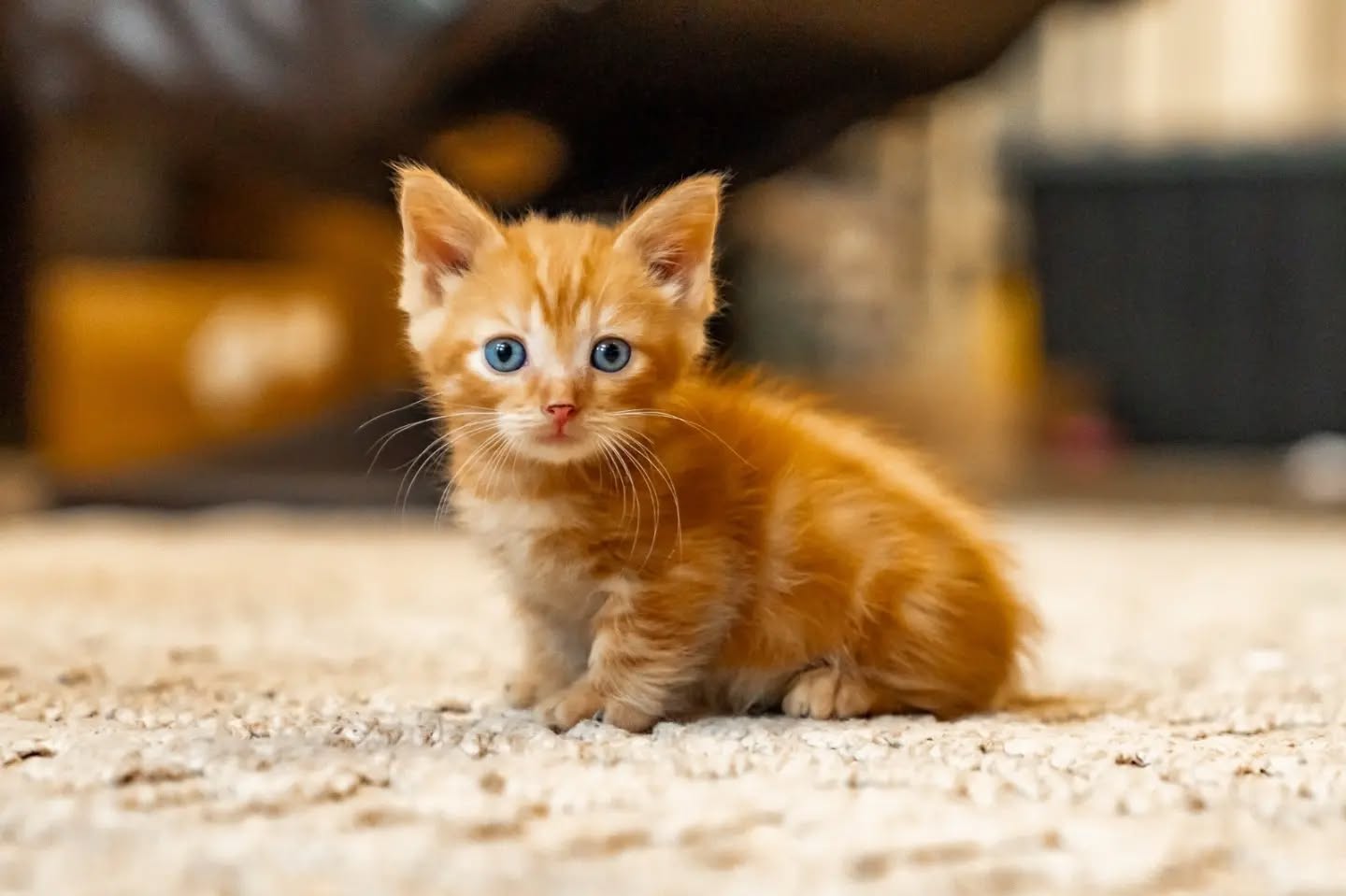 I get accused of AI a lot, especially on fb. I just want to reassure everyone that every one of our kittens and photos of them are very real photography. We pride ourselves in presenting our kittens professionally and in a way that shows their best features and qualities. And for anyone that might still doubt, face time calls are always available to meet the kittens.
This little male is available on our website now!
