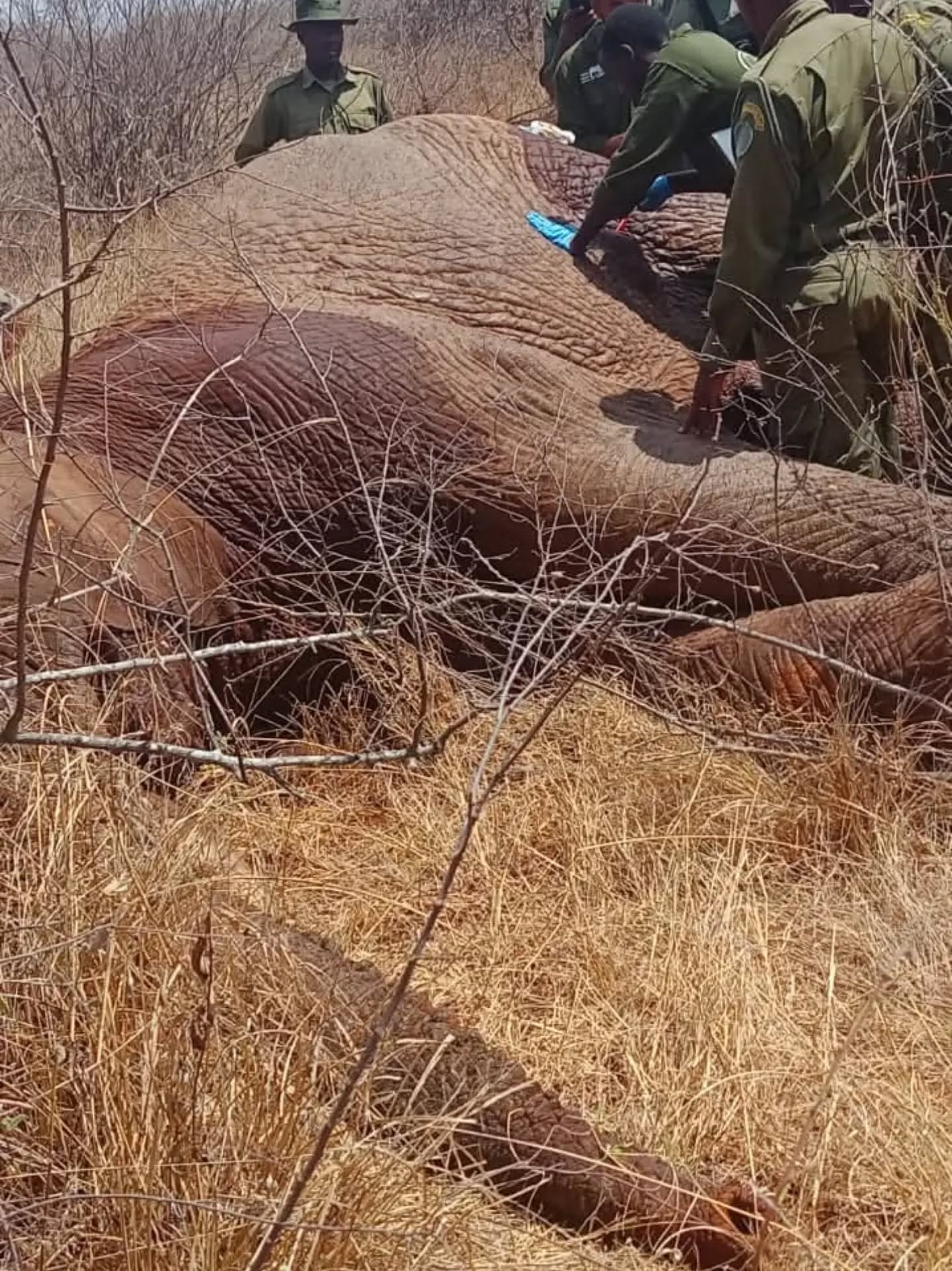 On 30 July 2026, the Kasigau Corridor REDD+ Project team partnered with the @kenyawildlifeservice and the @sheldricktrust to successfully treat an injured elephant in Choke Ranch, within the project area.
Initial information on the injured elephant was received by the Wildlife Works team from the Taita Sisal Estate Conservancy Manager, who had spotted the animal within their area. This information was then shared with pilot Daniel Zuma, who was tasked with conducting an aerial search and successfully located the elephant.
Coordination then began with the @kenyawildlifeservice and ground ranger teams to track and monitor the elephant’s movements. Kenya Wildlife Service notified the veterinary team, who arrived on site to assess the situation.
Initial attempts to dart the elephant from the ground were unsuccessful, and a helicopter from @sheldricktrust was then deployed to assist with darting from the air. The elephant was found to have a suspected old arrow wound, with a severe infection presenting as a profuse pus-filled cyst on the left side of the belly, near the hind leg. The veterinary team proceeded to clean the wound and administer appropriate treatment.
Following the intervention, the elephant was revived and we're pleased to report that it walked away and is expected to recover well.
This successful operation highlights the importance of timely information sharing, coordinated response, and strong collaboration between the Kasigau Corridor REDD+ Project team, @kenyawildlifeservice, @sheldricktrust, and partners on the ground. Our sincere appreciation goes to all those involved.
#elephantprotectiontrust #supportrangers #protectelephants #conservationworks magni kasigau magnigyrosrl