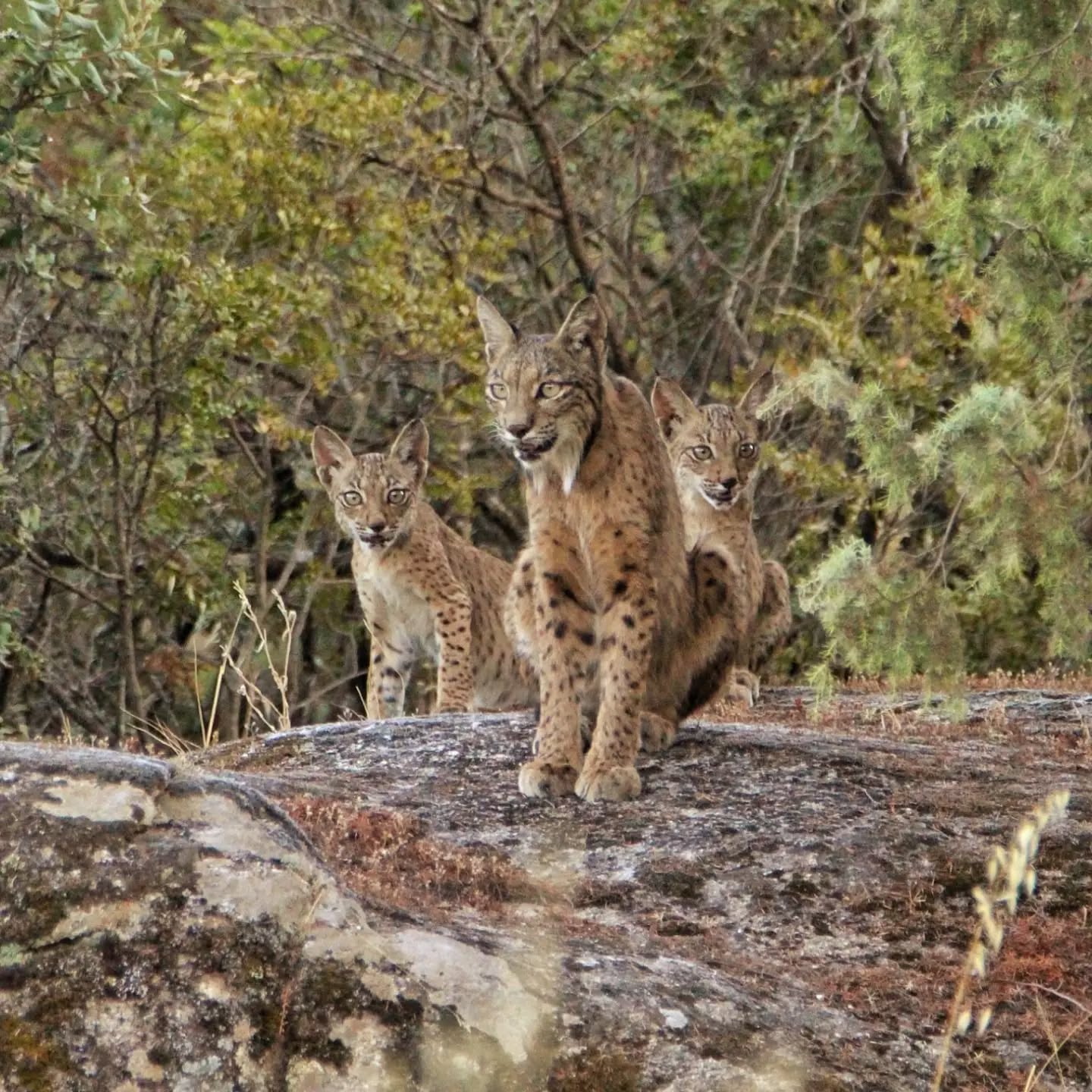 🇪🇸 Durante los primeros días de agosto hemos visto cómo los cachorros de lince ibérico acompañan a su madre de forma habitual en sus desplazamientos por el territorio.
Es una fase clave para su aprendizaje. A través de la observación y la experiencia, comienzan a desarrollar las habilidades que les permitirán sobrevivir de manera independiente: reconocer su entorno, detectar posibles amenazas y perfeccionar las técnicas de caza que serán esenciales en los próximos meses.
Aunque todavía dependen de la hembra para alimentarse y protegerse, cada día muestran una mayor autonomía. Es frecuente observarlos explorando el terreno, interactuando entre hermanos o poniendo a prueba sus capacidades mediante el juego, un comportamiento fundamental para su desarrollo físico y social.
La observación de esta hembra con sus cachorros no solo es una experiencia emocionante, sino también un reflejo del éxito de conservación del lince ibérico y de la importancia de preservar los espacios naturales que hacen posible su recuperación.
¿Te vienes de safari?
Más información y reservas:
www.lyncisecoturismo.com
lyncisecoturismo@gmail.com
(+34) 603 90 74 35