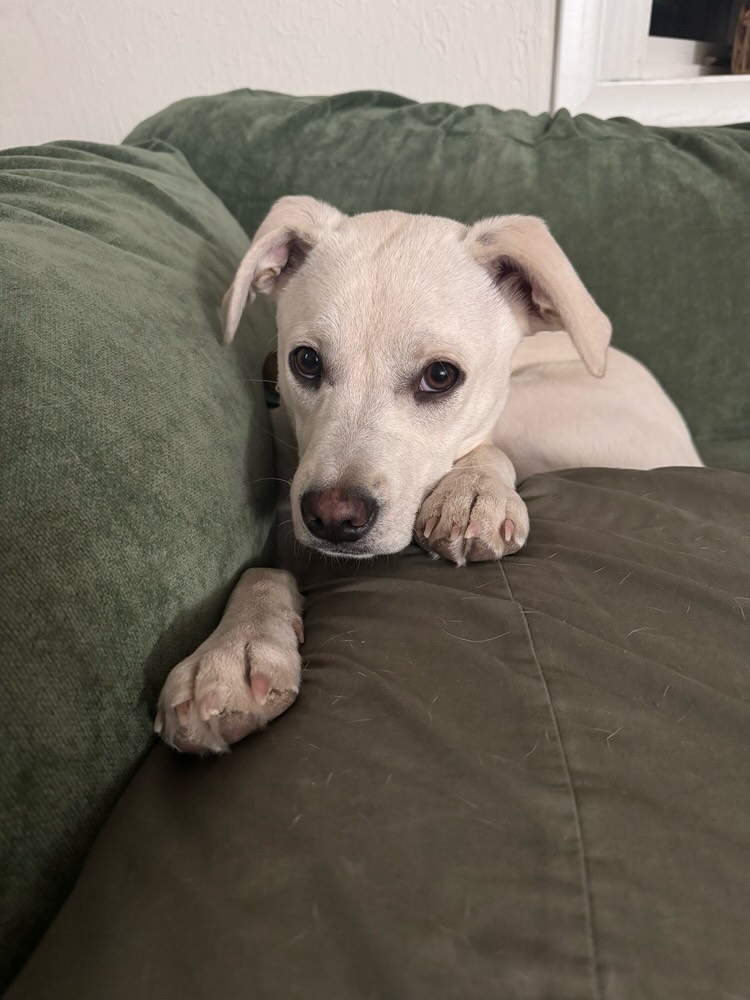 🐾Pup of the day: Pierogi, 6 months old!
Okay, we’re confused about this one.🤔 Sweet, sensitive and loving Pierogi is still waiting for his forever home. He’s been blossoming in his foster home and can’t wait to snuggle on the couch with his future family! Is that you?⤵️
Pierogi 🥟is a little guy, learning that the world can be safe and loving. He is a survivor and just needs to build trust with his humans. From navigating life in the woods, to overcoming Parvo and needles, this sweet boy just needs time to feel safe. Once he has your trust, you are locked in!
Pierogi has foster siblings of the dog and cat variety and loves them! He gains confidence from other pups and would likely do best with another furry friend to follow and play with.🦴
This cutie is crate and potty trained.😍 He would prefer a yard and a calm home to help him get comfortable, so older kiddos or just adults that are patient and understanding are most exciting to him. He’s got a killer smile and so much love to give, who’s ready to receive it?!
🔜If you’d like to meet Mr. Pierogi and are already approved, please contact your adoption coordinator. All others should apply online at MHLRM.com.