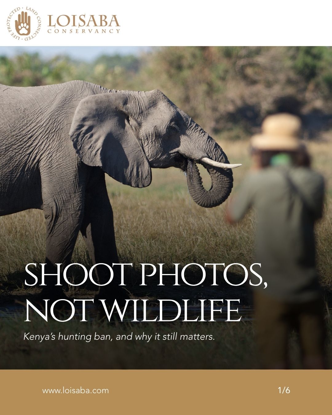 Kenya banned trophy hunting in 1977 - visit to support.
#LandConnectedLifeProtected #LoisabaConservancy #HuntingBan #NoHunting #SupportWildlife #ProtectNature #ConservationEfforts #KenyaWildlife #SustainableTourism #EcoTravel