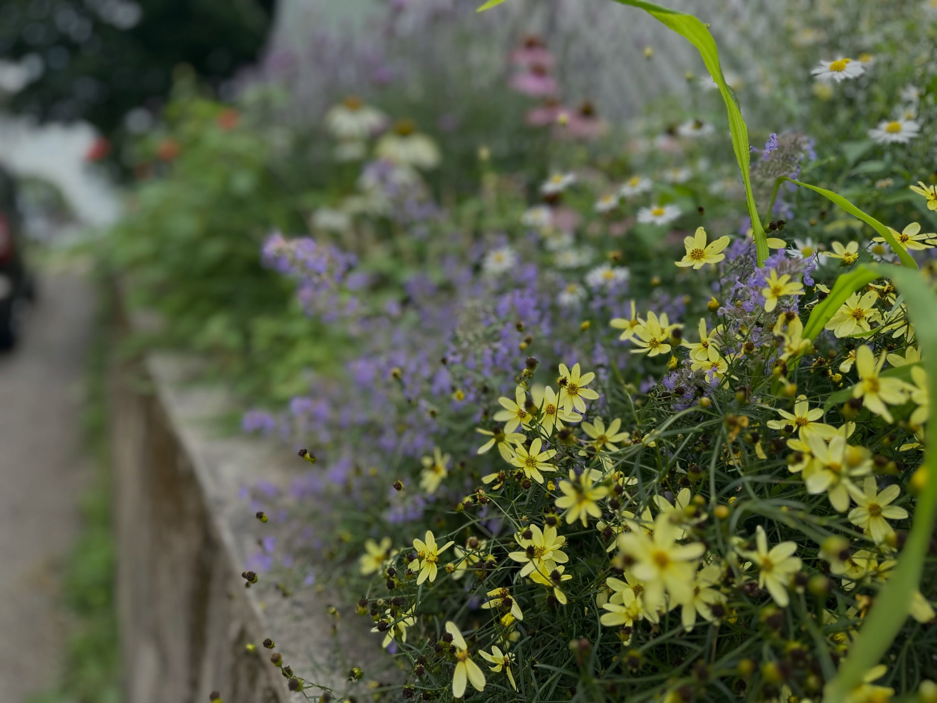 Even in the scorching heat & draught, this new install is thriving. The agastache and mountain mint were a cacophony of happy bees, as we pruned and deadheaded the flowers.
It’s not a small gesture to nurture life. It’s easy to disregard the tiny moments and gestures of love and joy and care we pass around during the day, but they absolutely matter and this world absolutely needs them.
🐝
🌱
