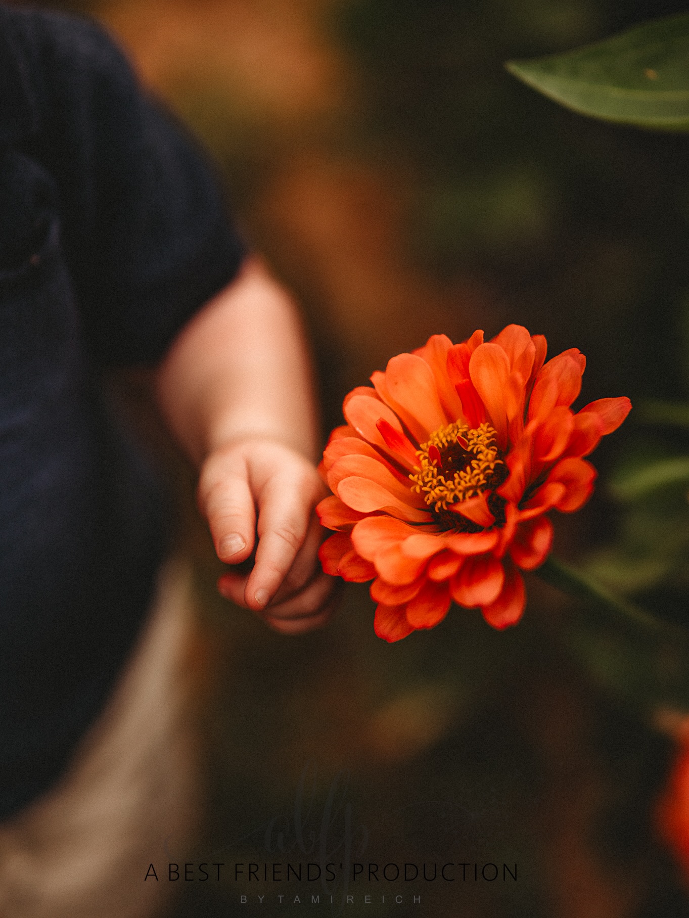 I can’t wait to go back to the zinnia fields later this month 😍 I’ve had so much fun telling family’s stories there this summer