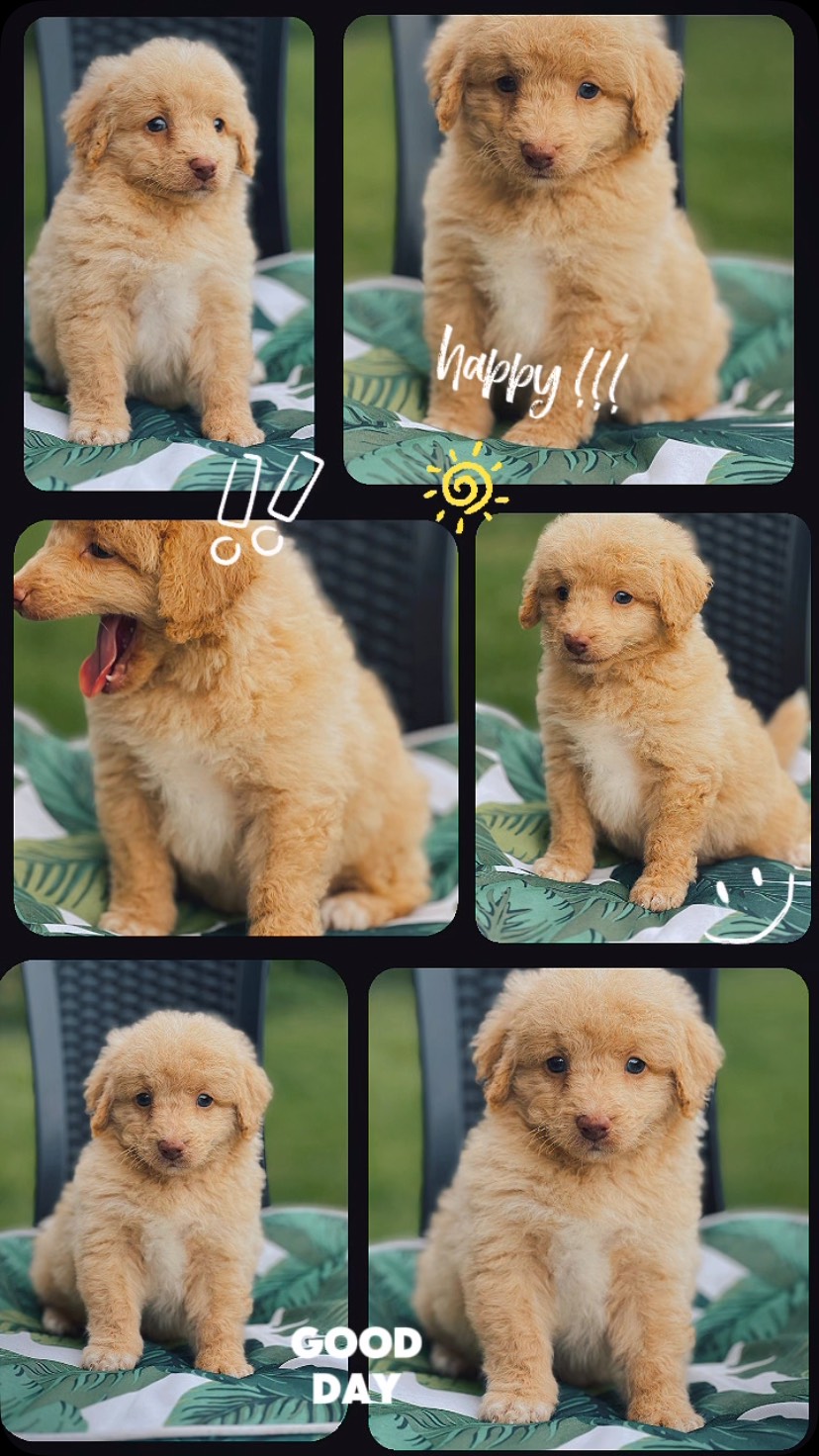 Say hello to Benny, a delightful male F1B Bordoodle, born January 17, 2026, with parents Minty and Matt. His personality is as bright as his curls, and he’s ready to bring love and laughter to his forever family.
Microchip: 956000019406426
Source No: BR100575
✨ Limited‑time opportunity: Benny is available now at an affordable price, with gentle savings of 48–50% off, making happiness even easier to bring home.
#puppiesdownunder #bennythebordoodle #puplove #aussiepups #BR100575