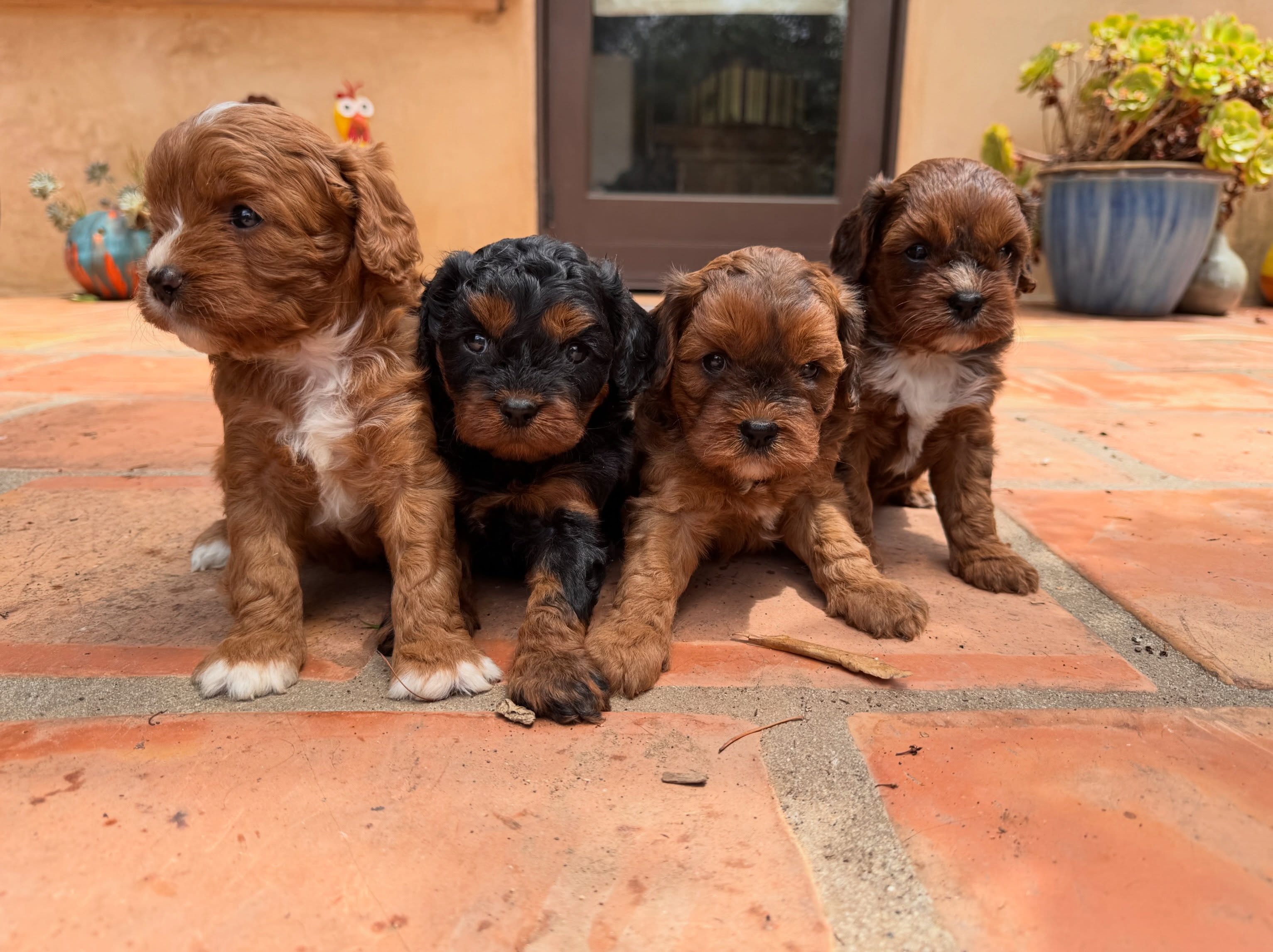 four girls. one date. september first.
each of us has been raised right here, underfoot, in the middle of everything. we have heard the dishwasher and the vacuum and the doorbell. we have been held by people who talk to us like we already understand them, which honestly we mostly do. we have had our paws on grass and tile and one very ill advised trip toward a laundry basket.
what mom cares about is not just who takes us home, but which one of us belongs with which of you. she watches how we play, who settles fast, who wants the quiet corner, who follows every footstep across the room. that is how the matching happens. it is why she asks so many questions before she says yes.
so if you have been waiting on a girl, and you have been picturing this for a while, now is the time to reach out.
.
.
.
#cavapoo #weregoingtobefriends #fureverfamily #tinkerpups #santabarbara
Female Cavapoos ready September 1
One black/tan and three ruby Cavapoos
Ruby Cavapoo with white paws
Black and tan Cavapoo
Ruby with small white patch chin and chest Cavapoo
Ruby Cavapoo with white nose and chest